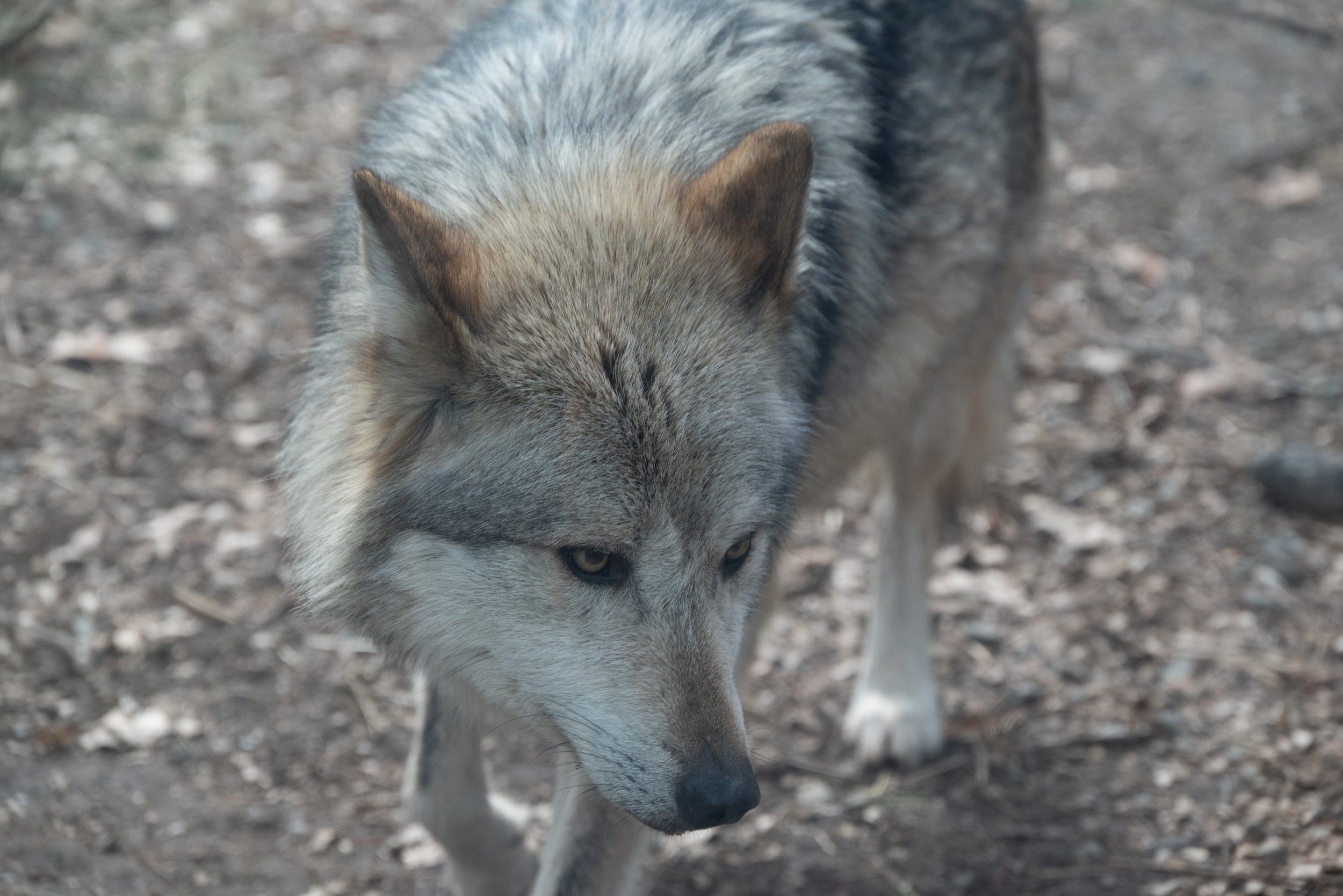 DSC_9554-2.jpg