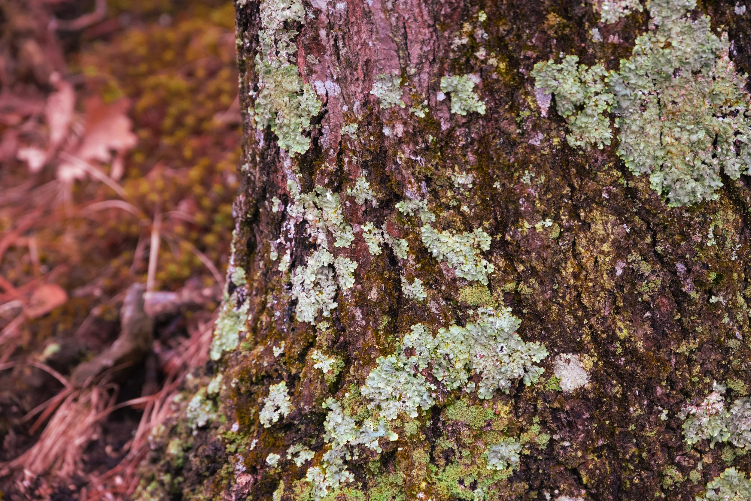 DSC_6114-3.jpg