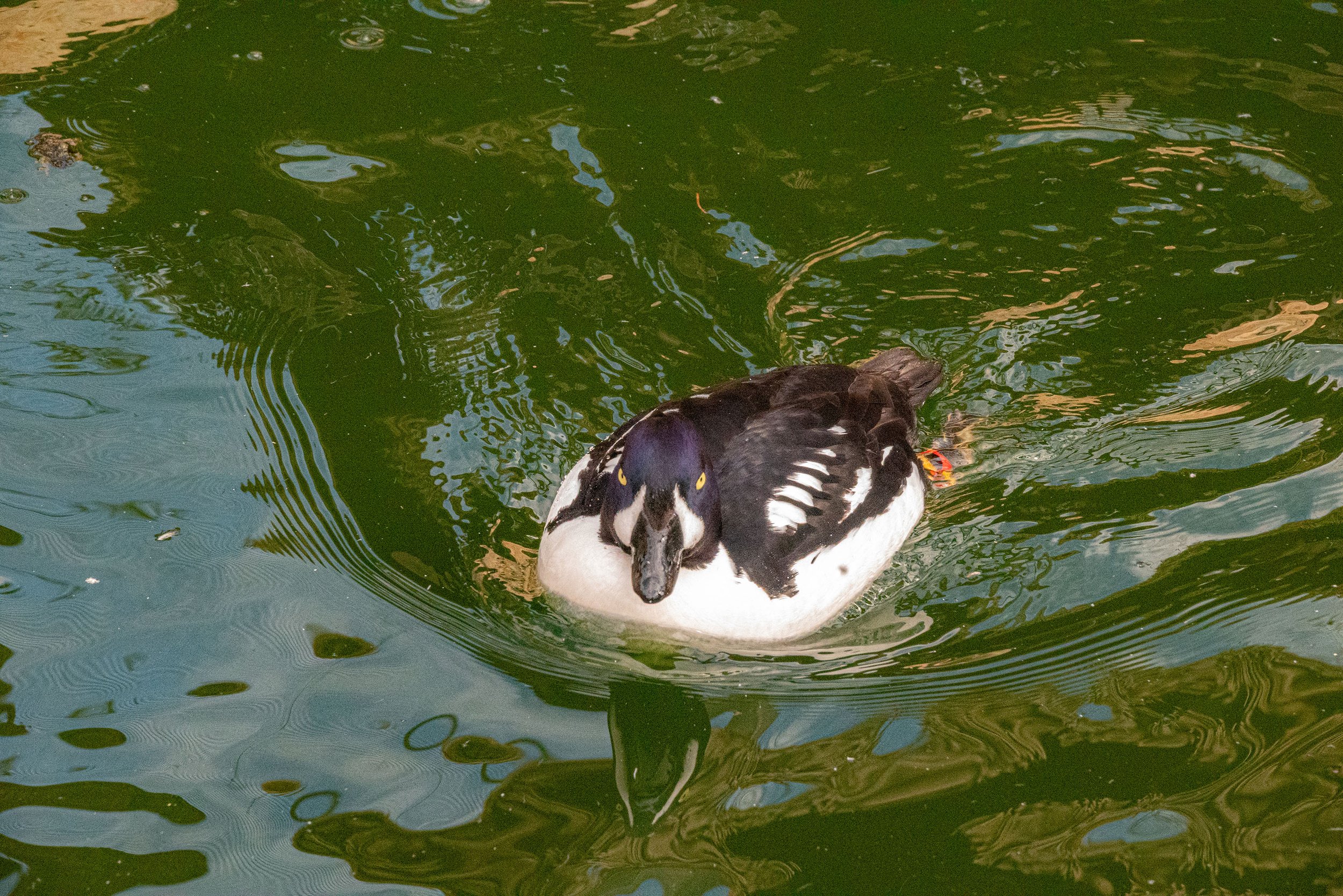 duck.jpg