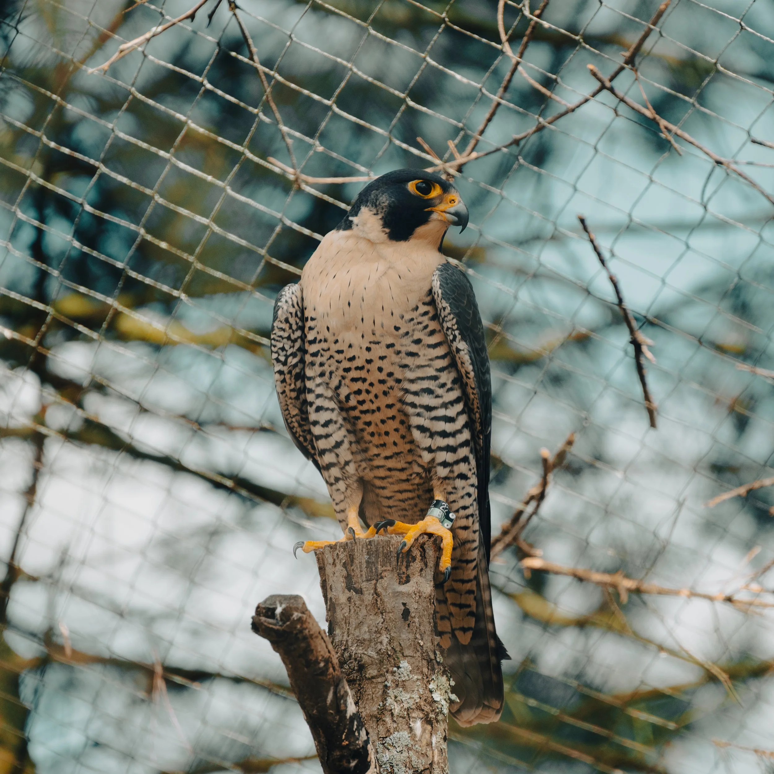 DSC_9003-3.jpg