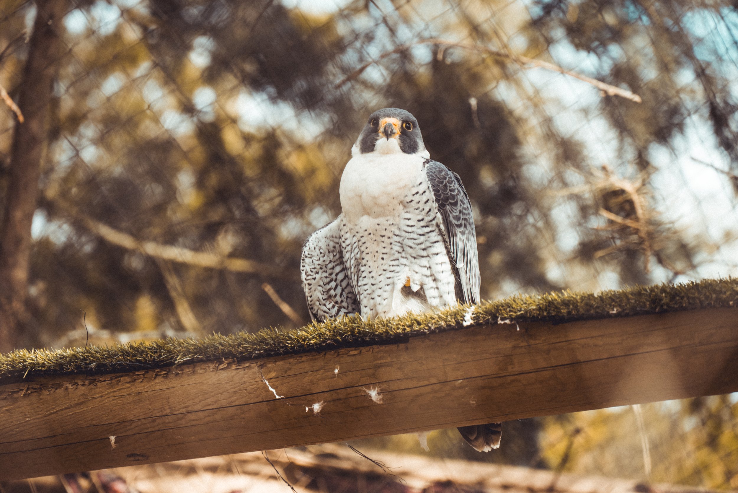 DSC_0444-2.jpg