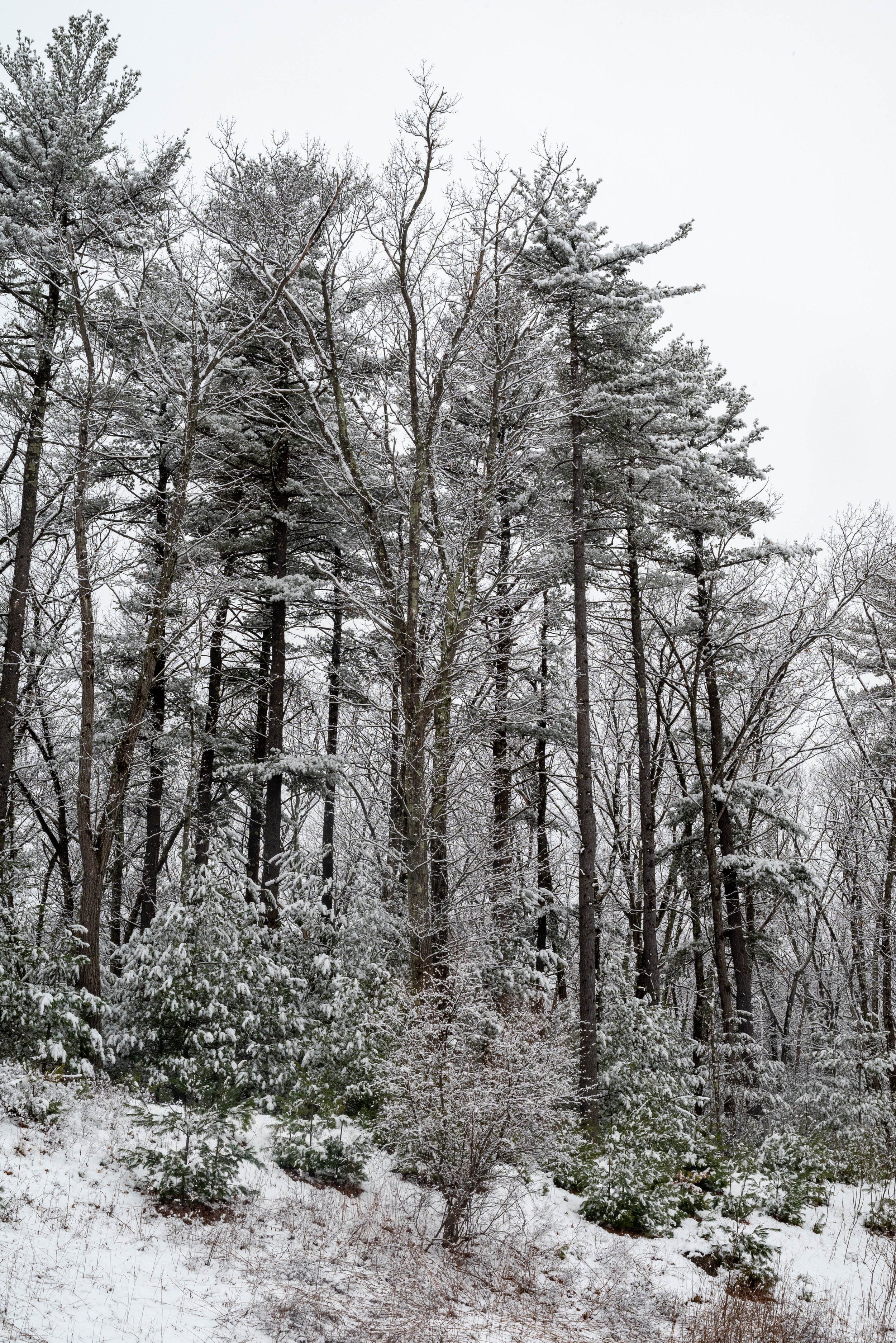 6 - DSC_2949.jpg