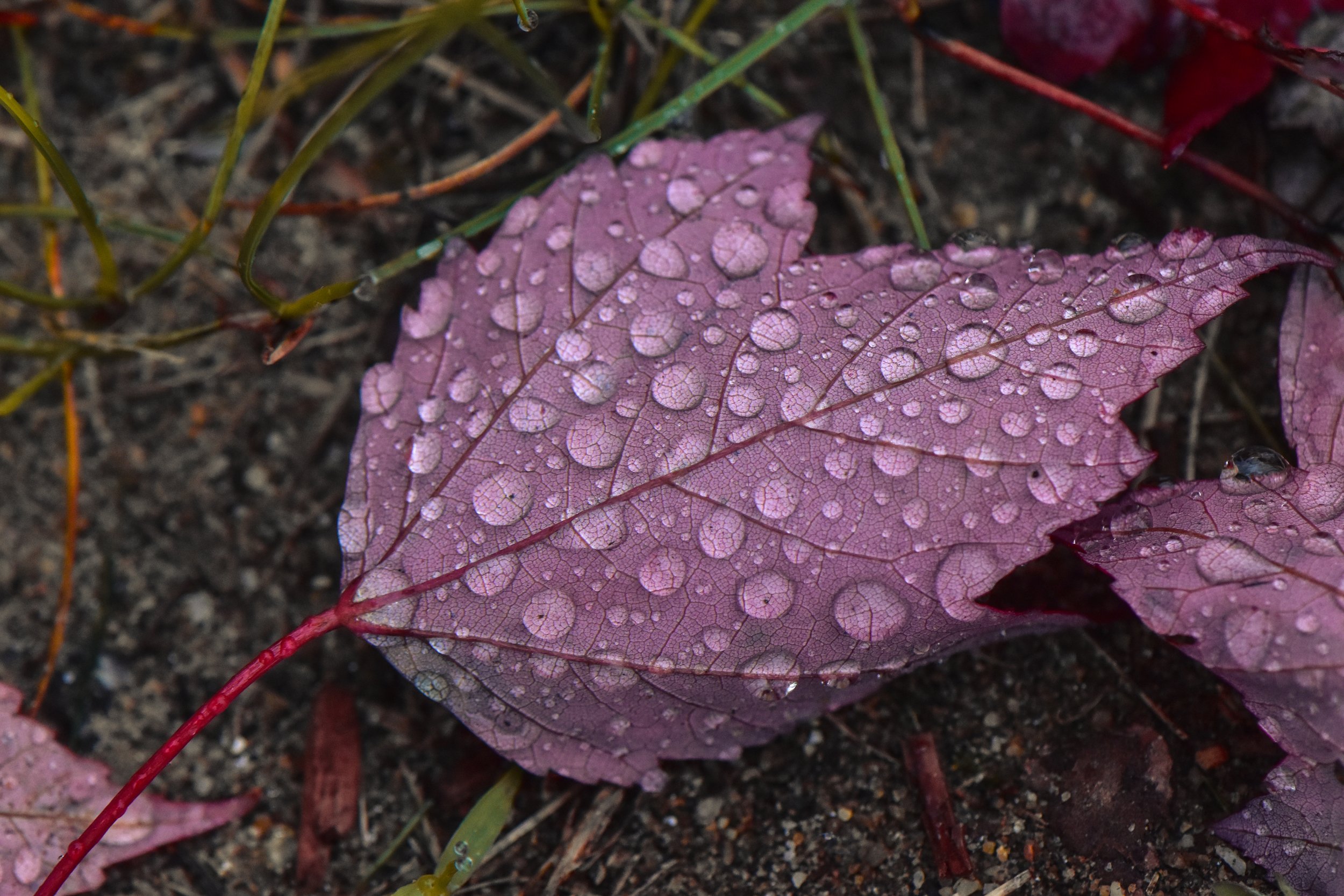 DSC_0028.jpg