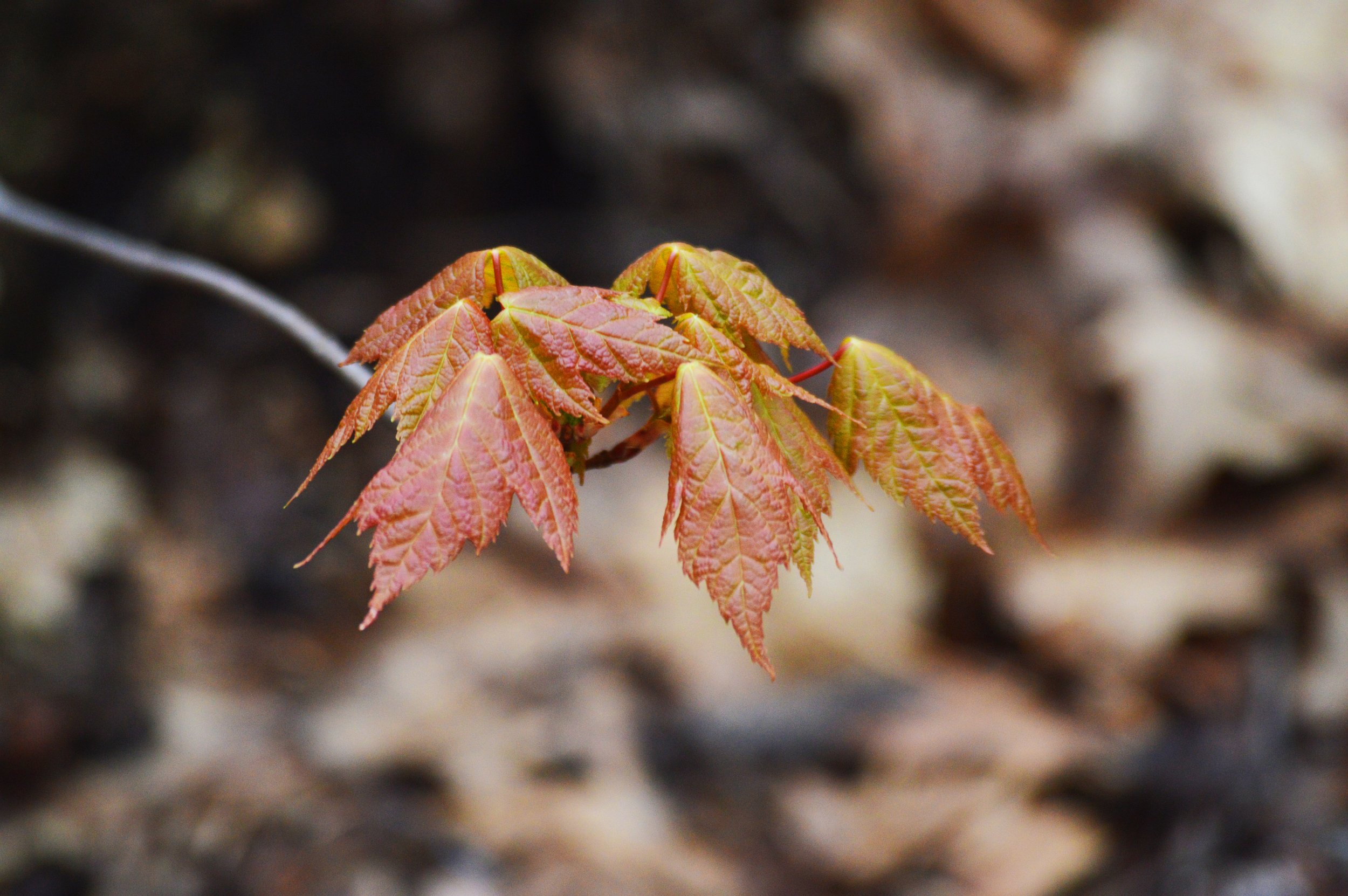 DSC_0024.jpg