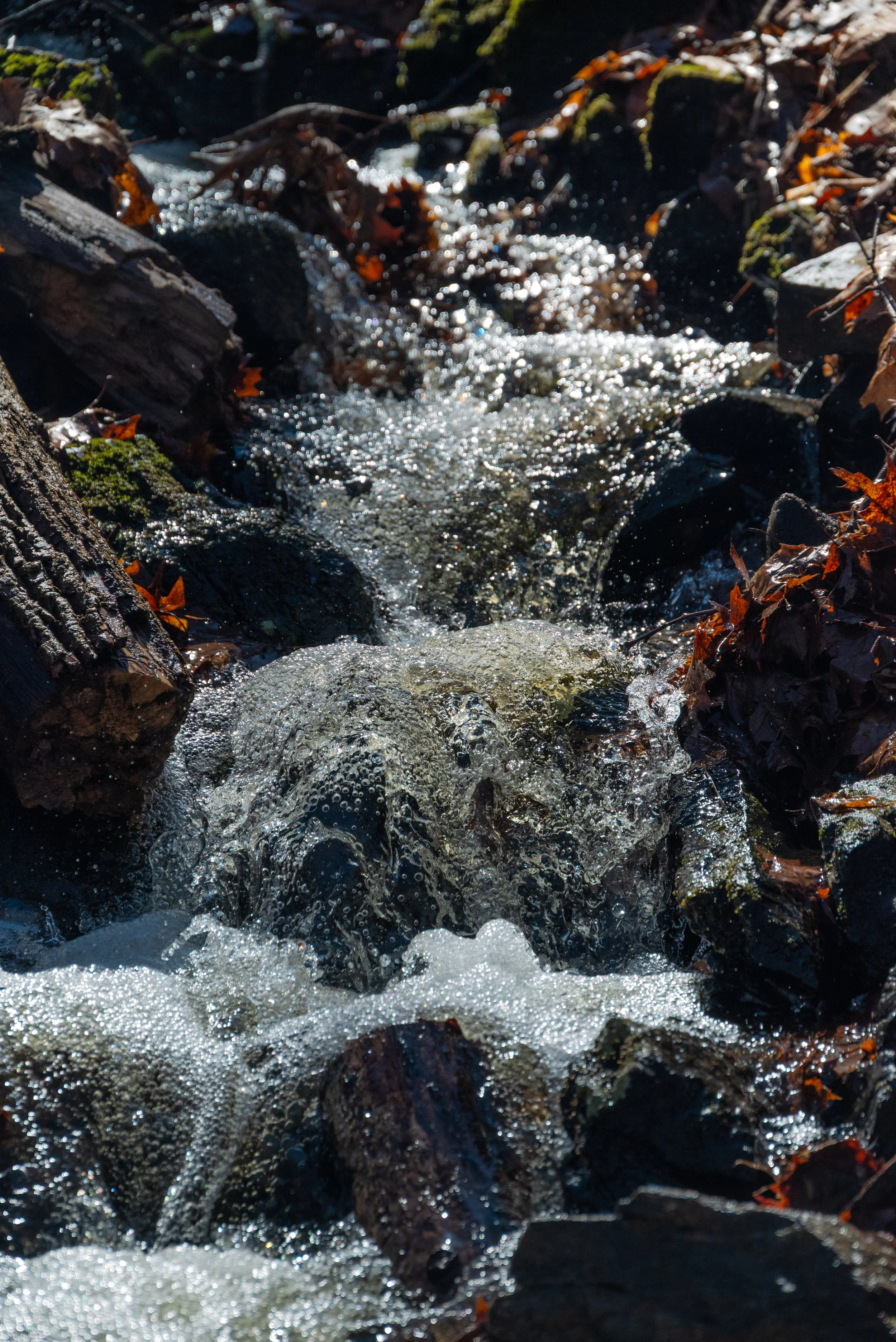 DSC_8736.jpg