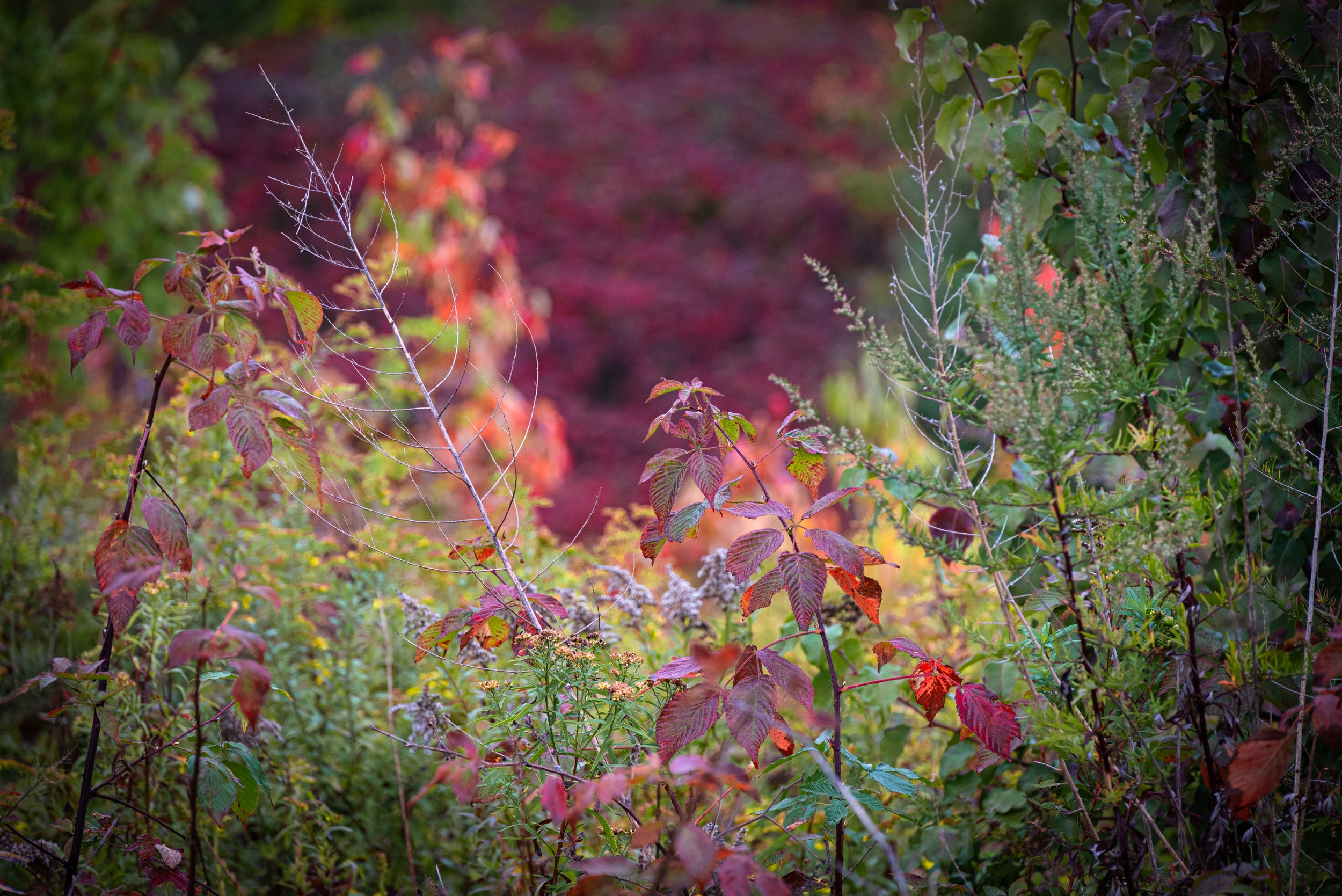 14_DSC_0498.jpg