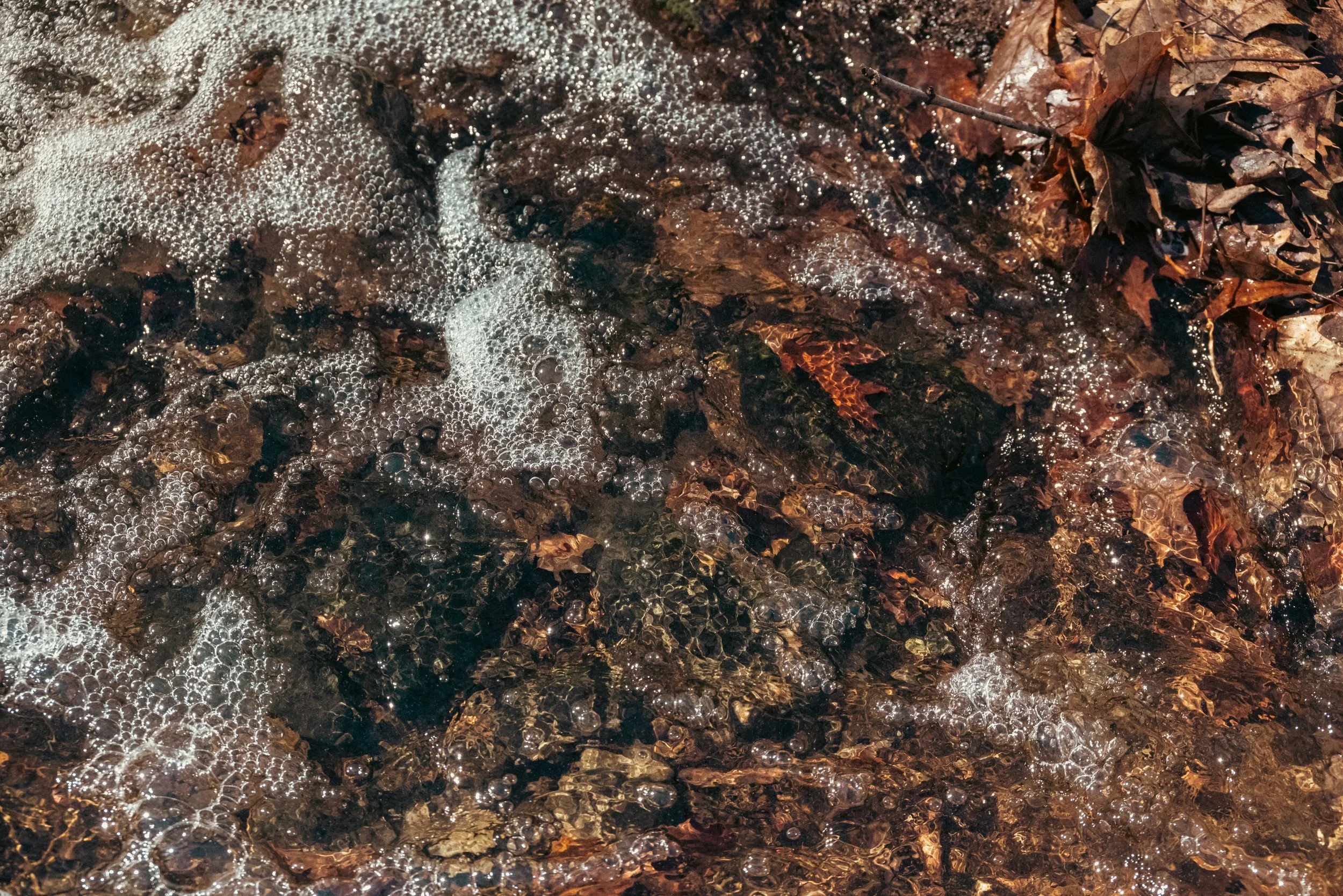 DSC_8630-2.jpg