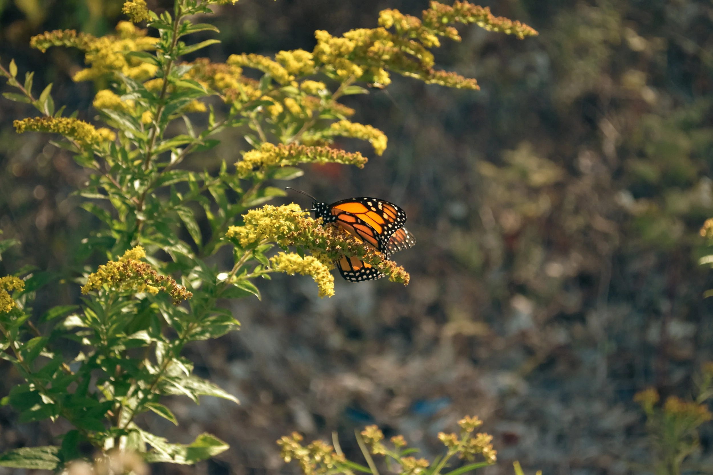 Copy of DSC_0048-3.jpg