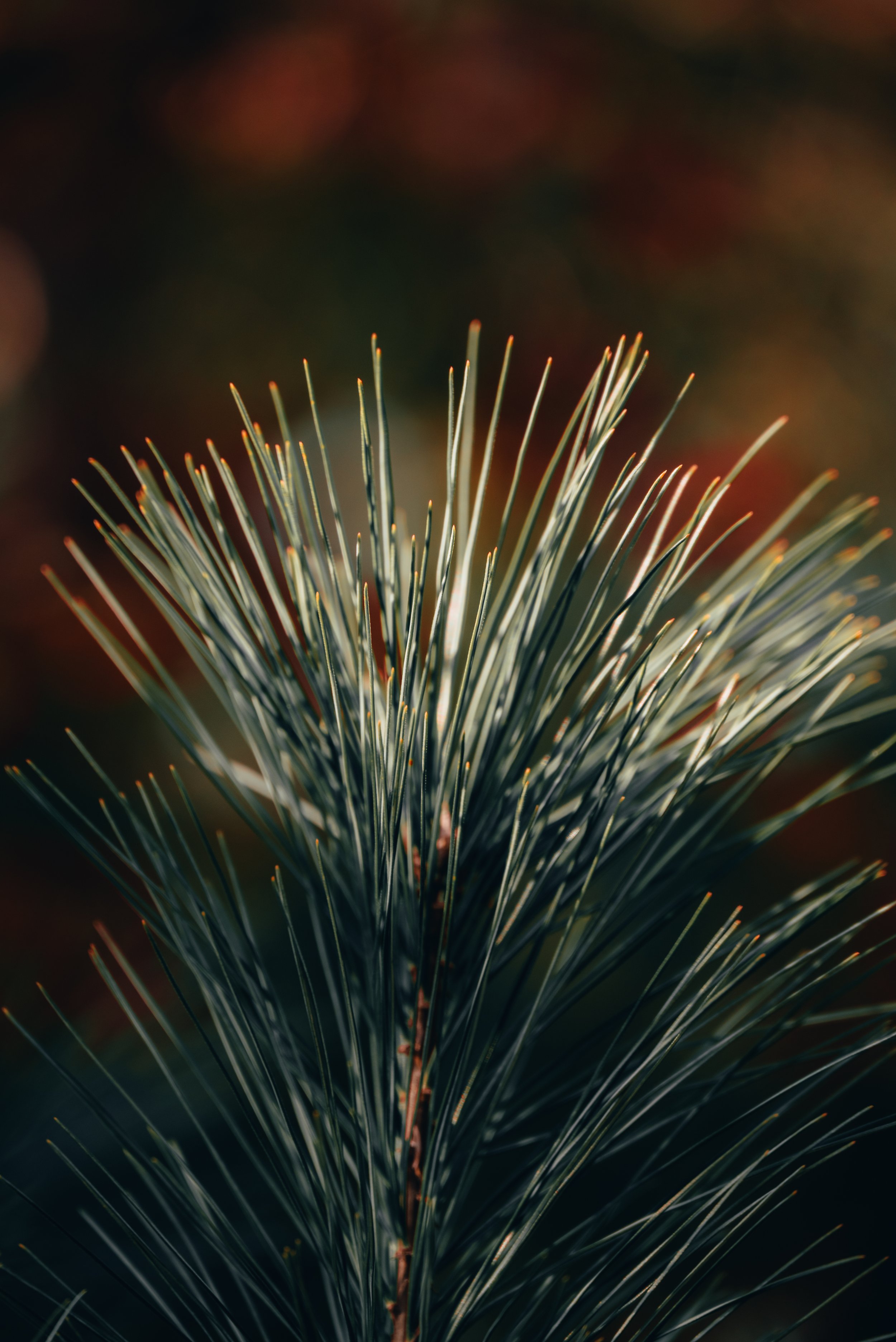 Seamus McCabe nature