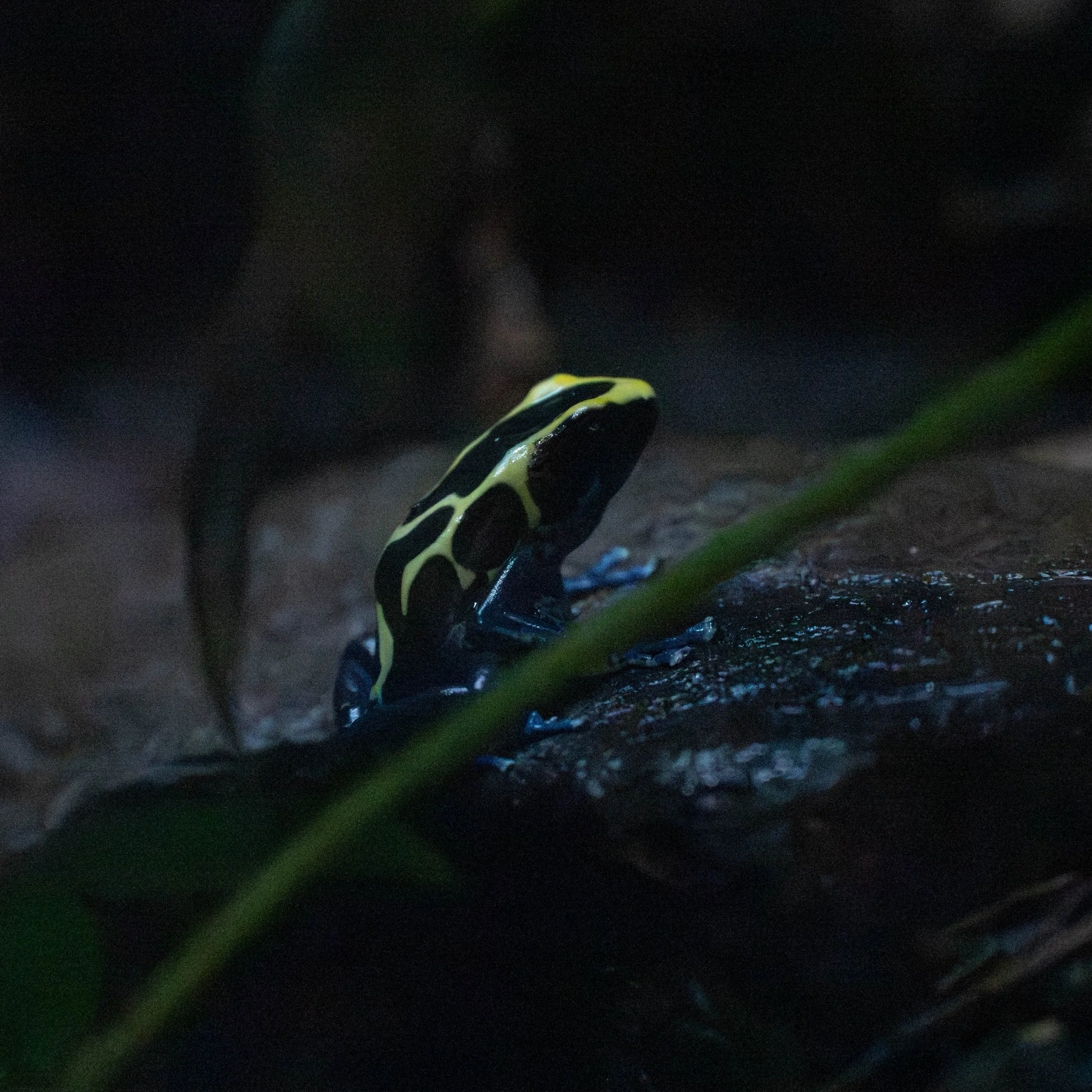 DSC_6299.jpg