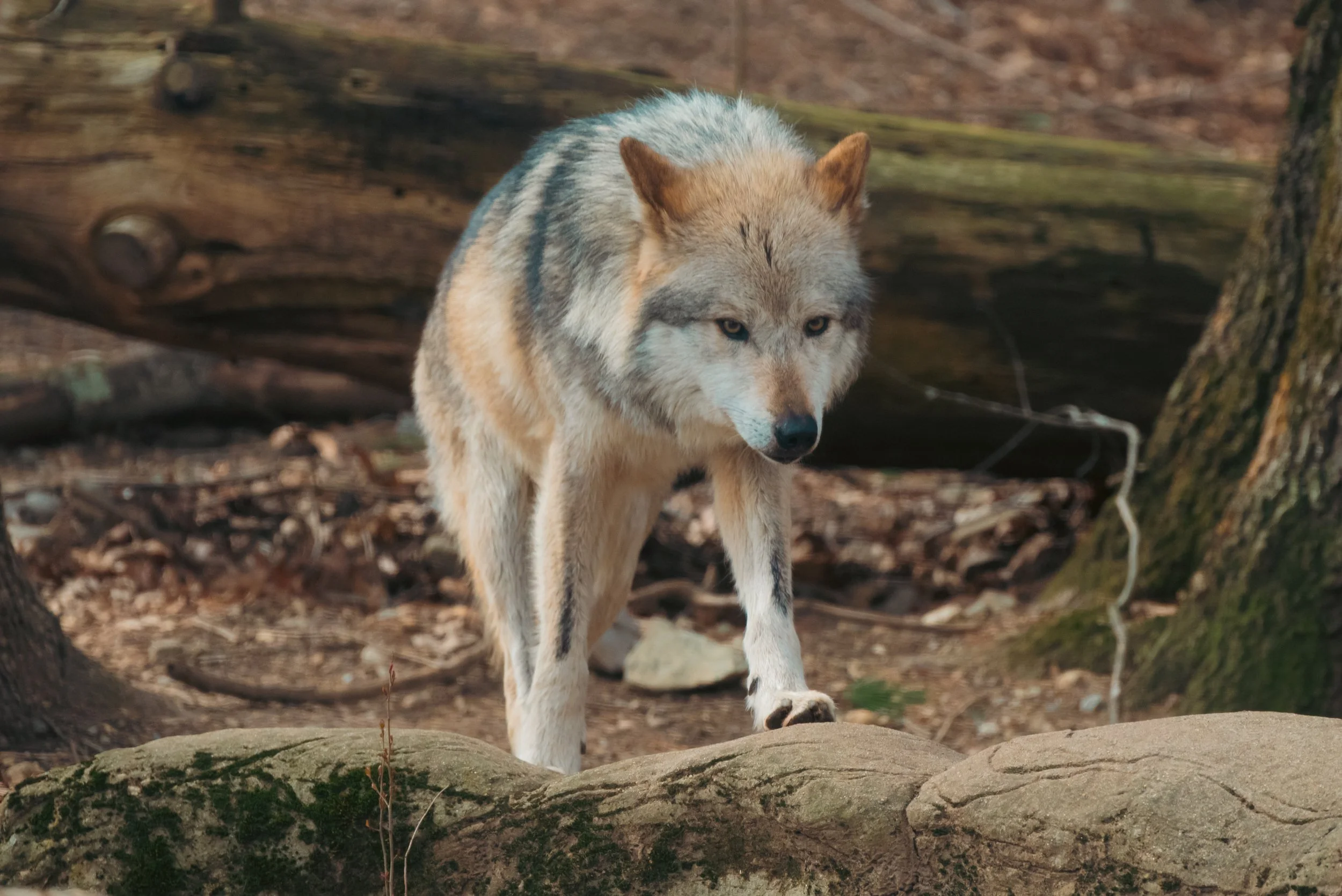 DSC_9542-4.jpg
