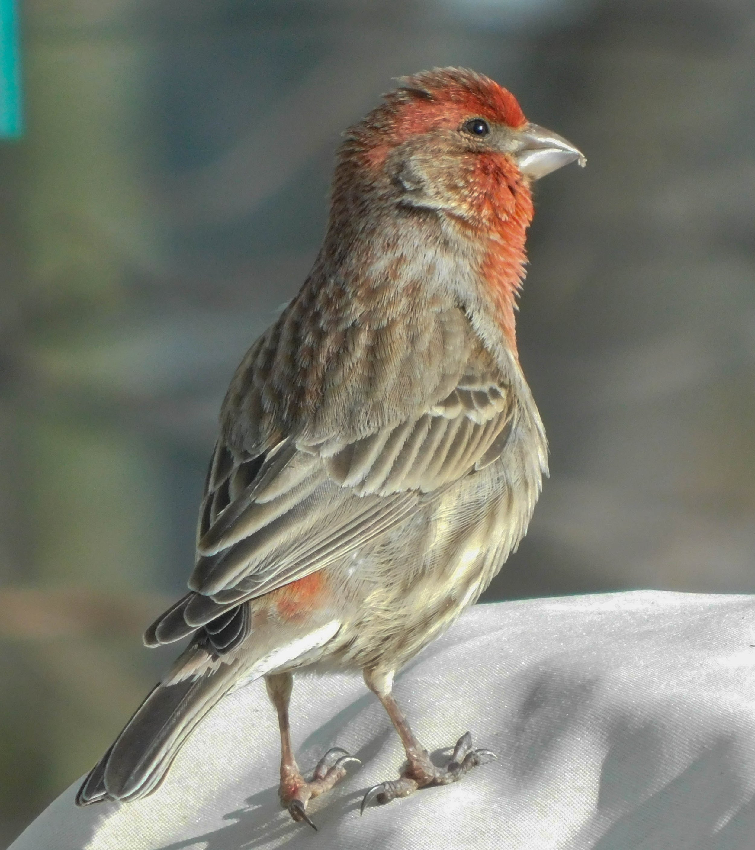 3_House-Finch.jpg