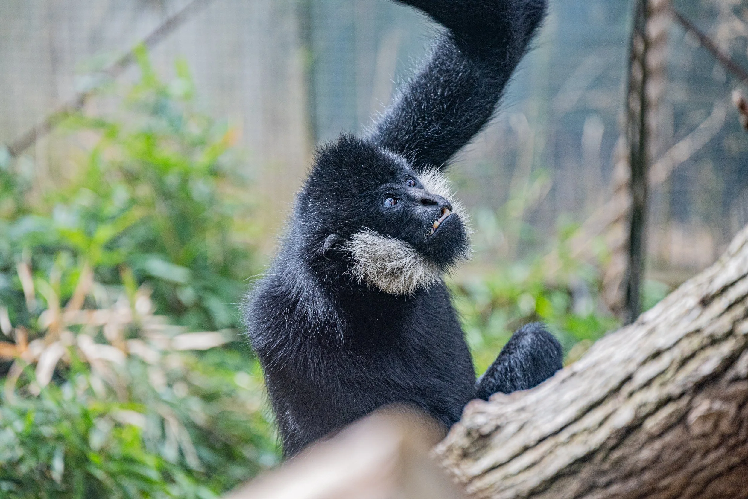 zoo 3.jpg
