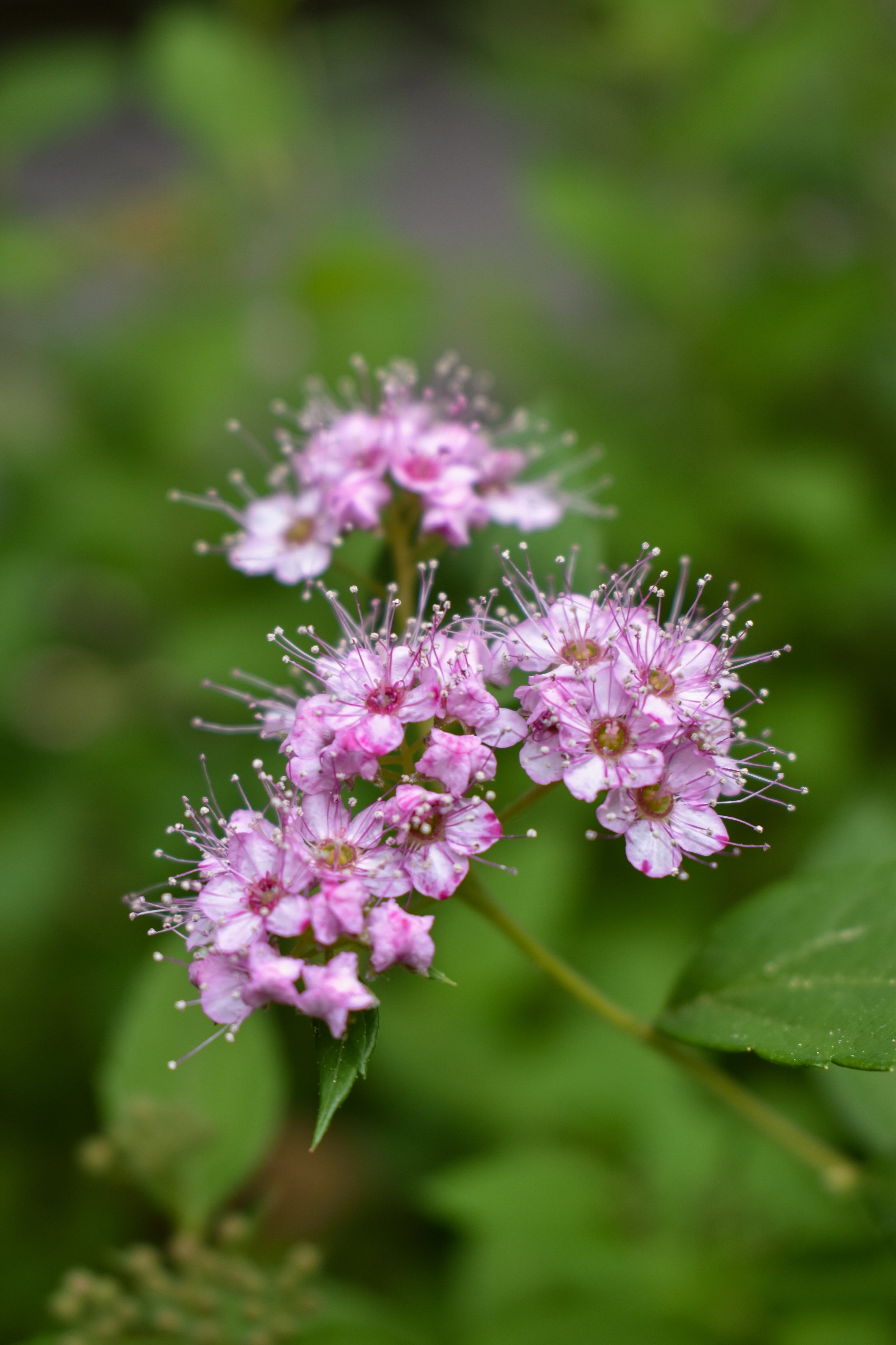DSC_0512.jpg