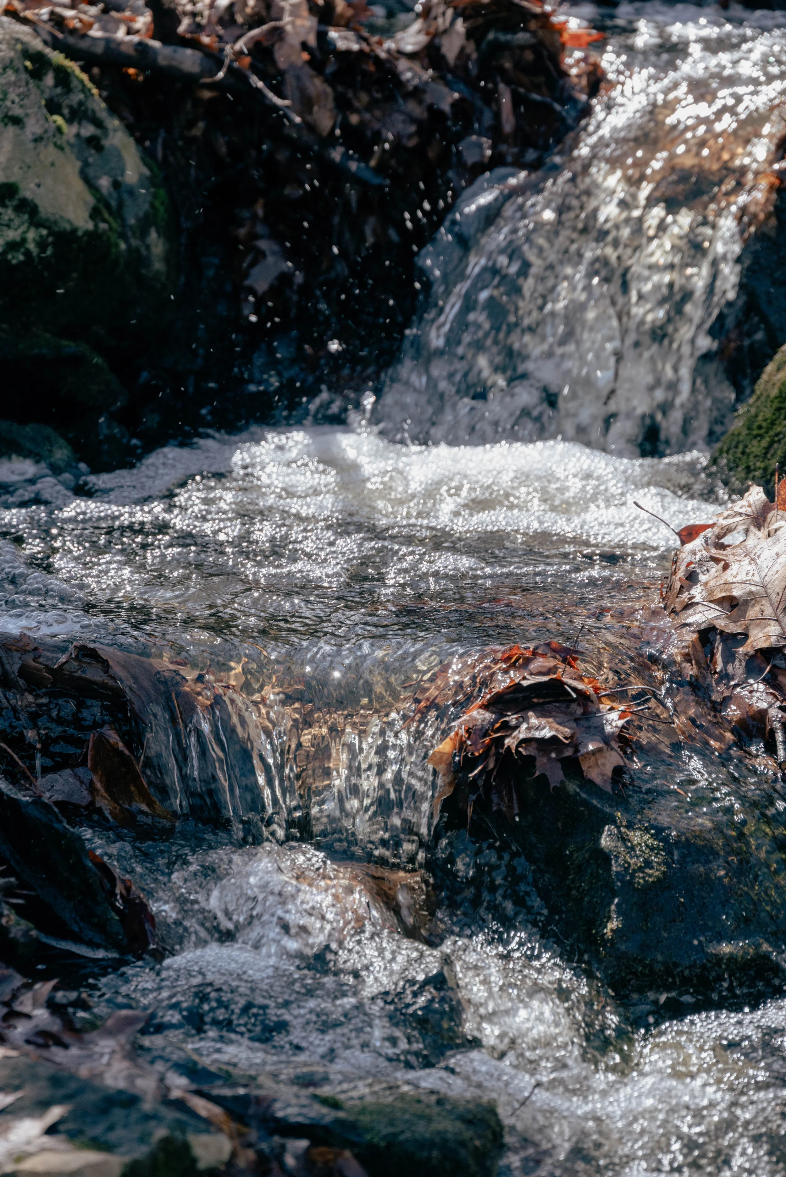DSC_0248-2.jpg