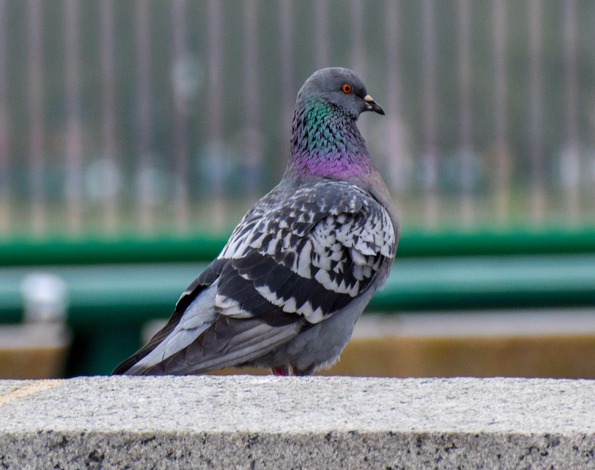 10_Pigeon.jpg