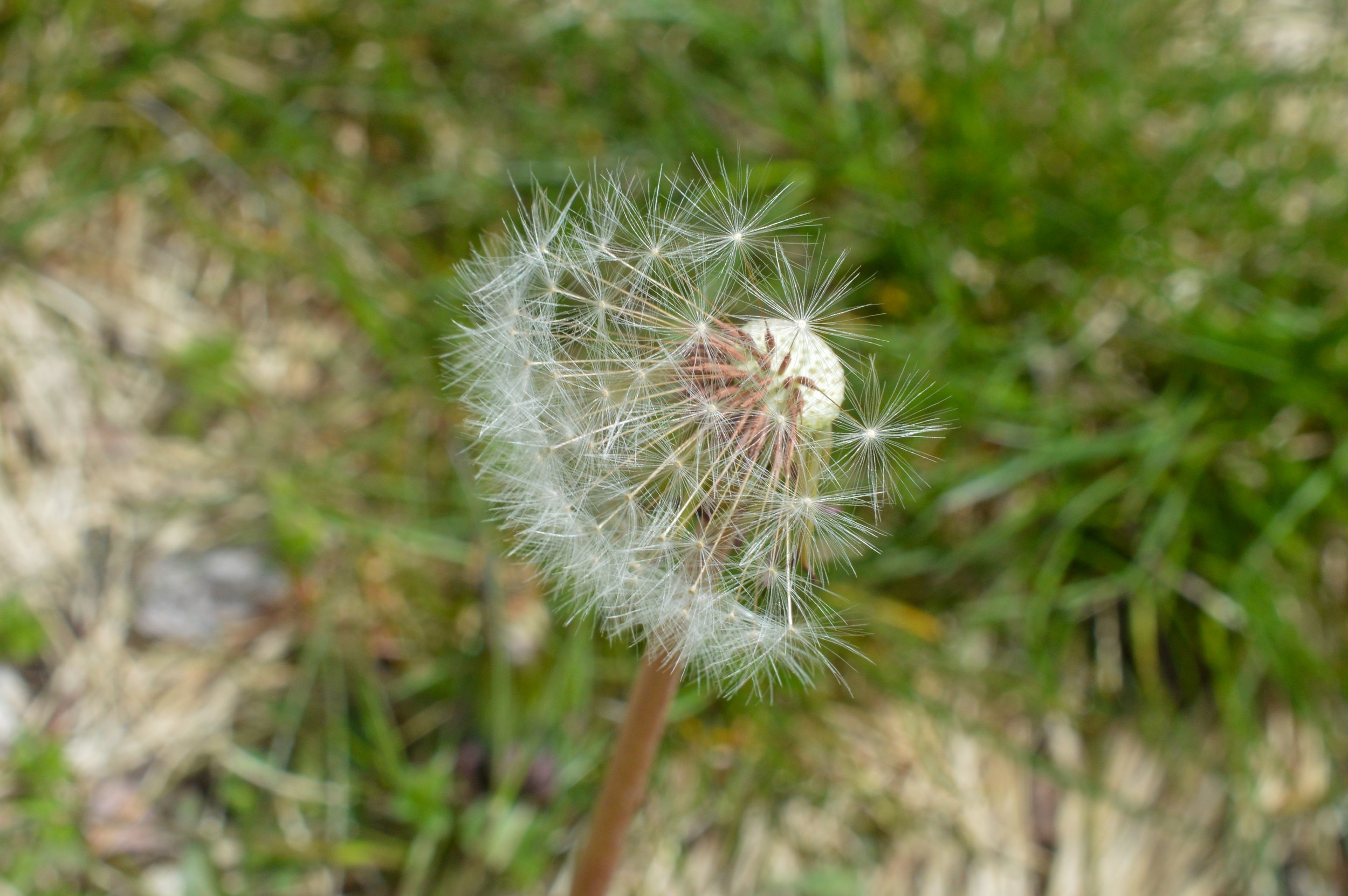 DSC_0038.jpg