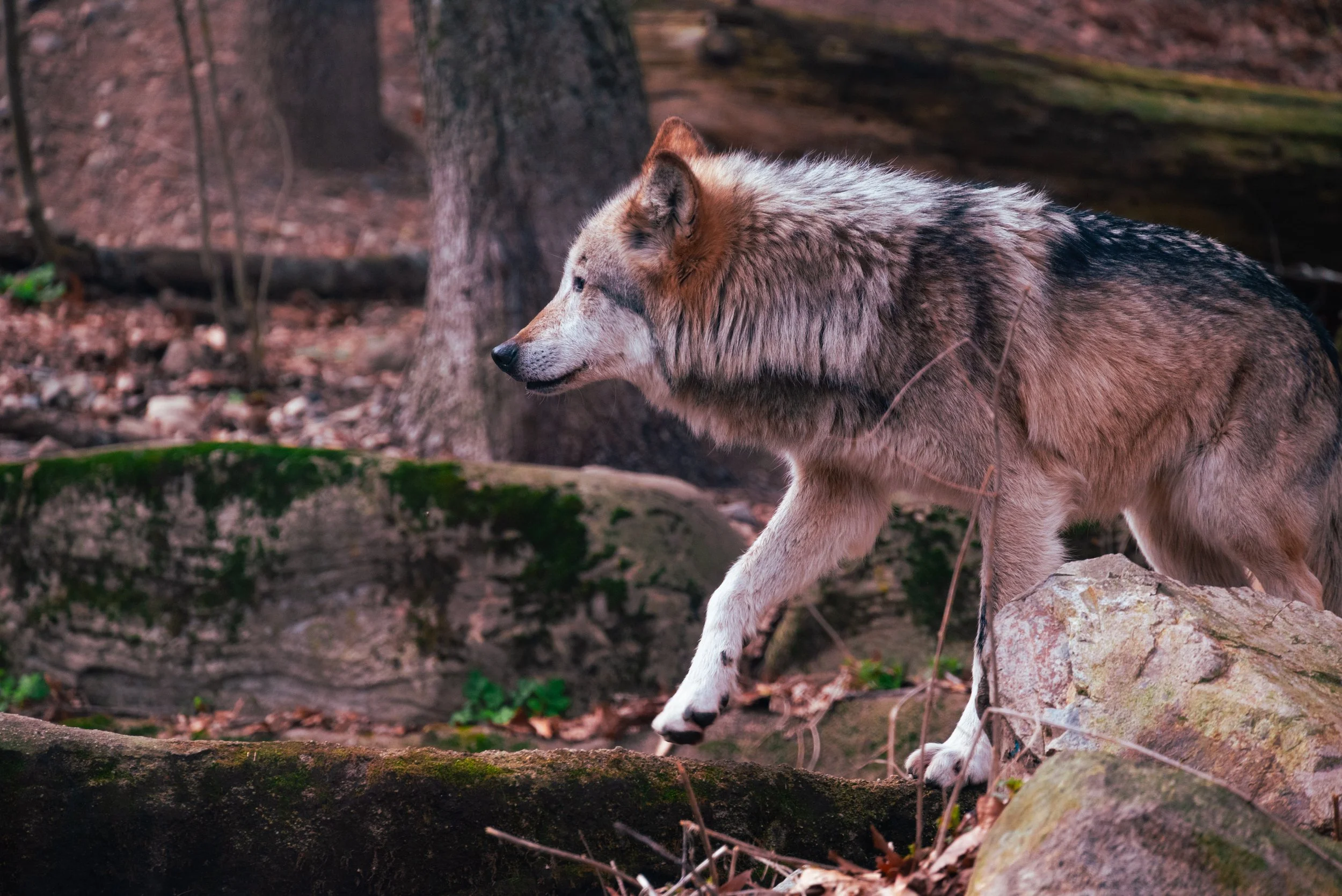 DSC_0640-3.jpg