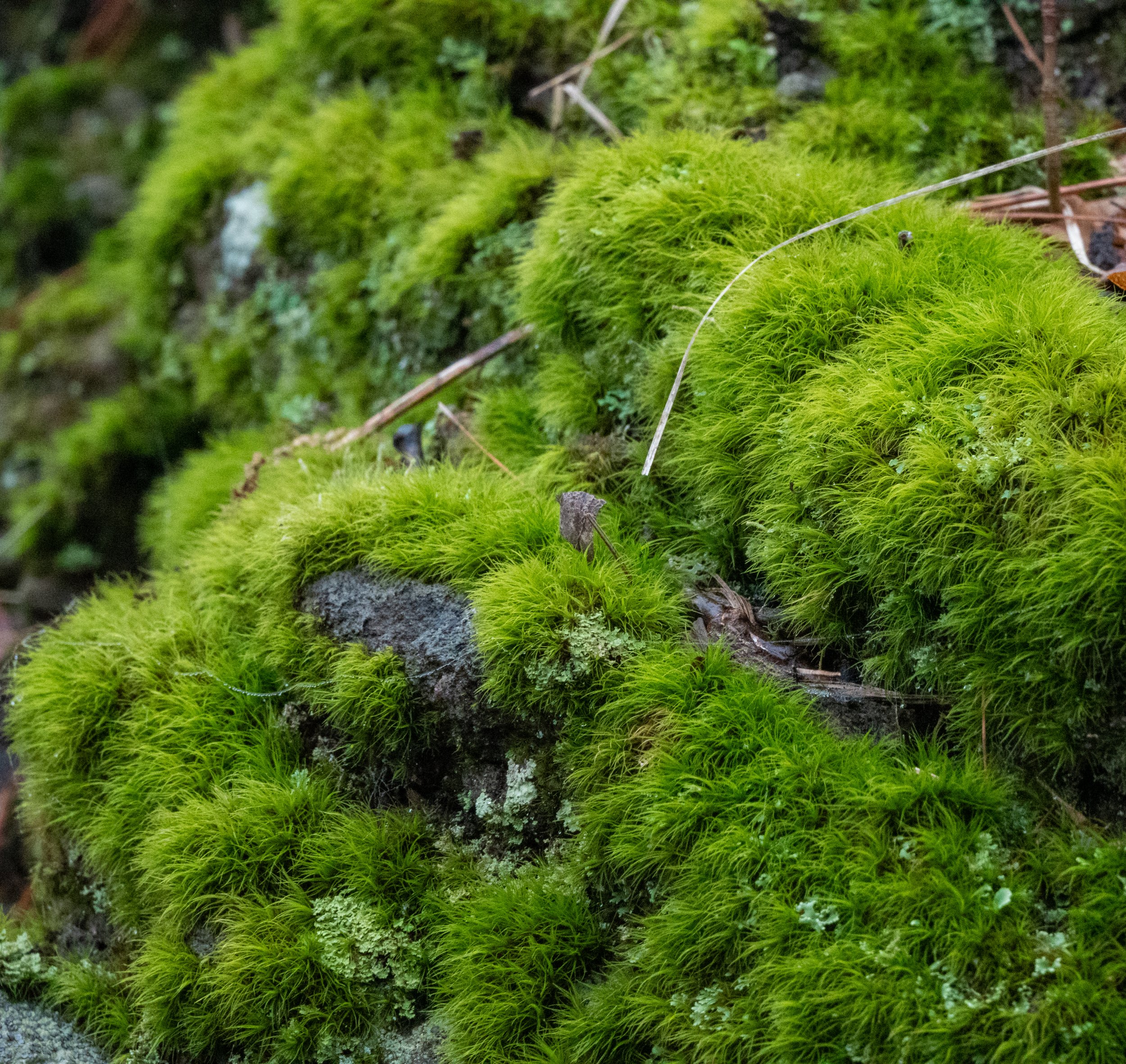 DSC_5495-2.jpg