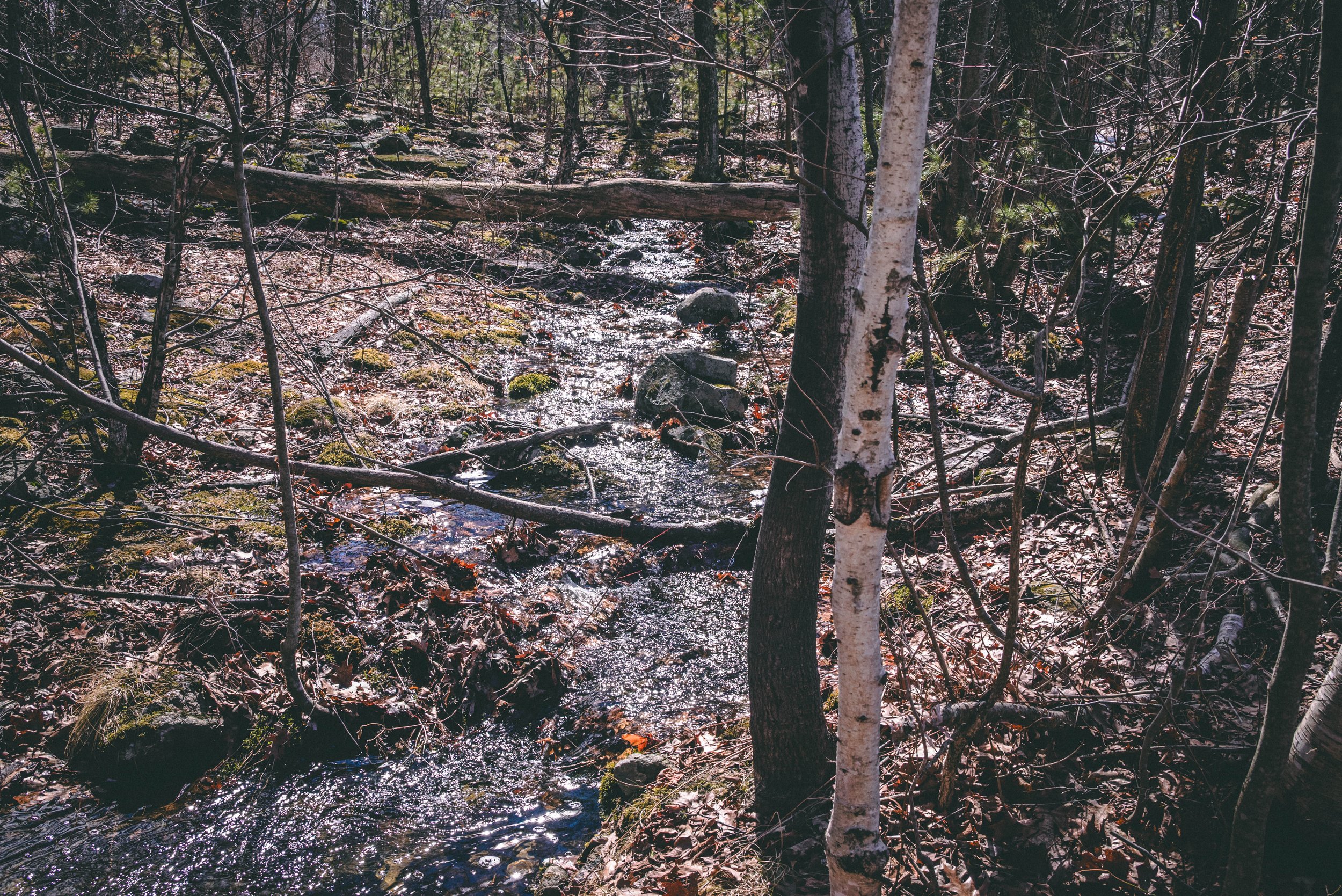 DSC_0156.jpg