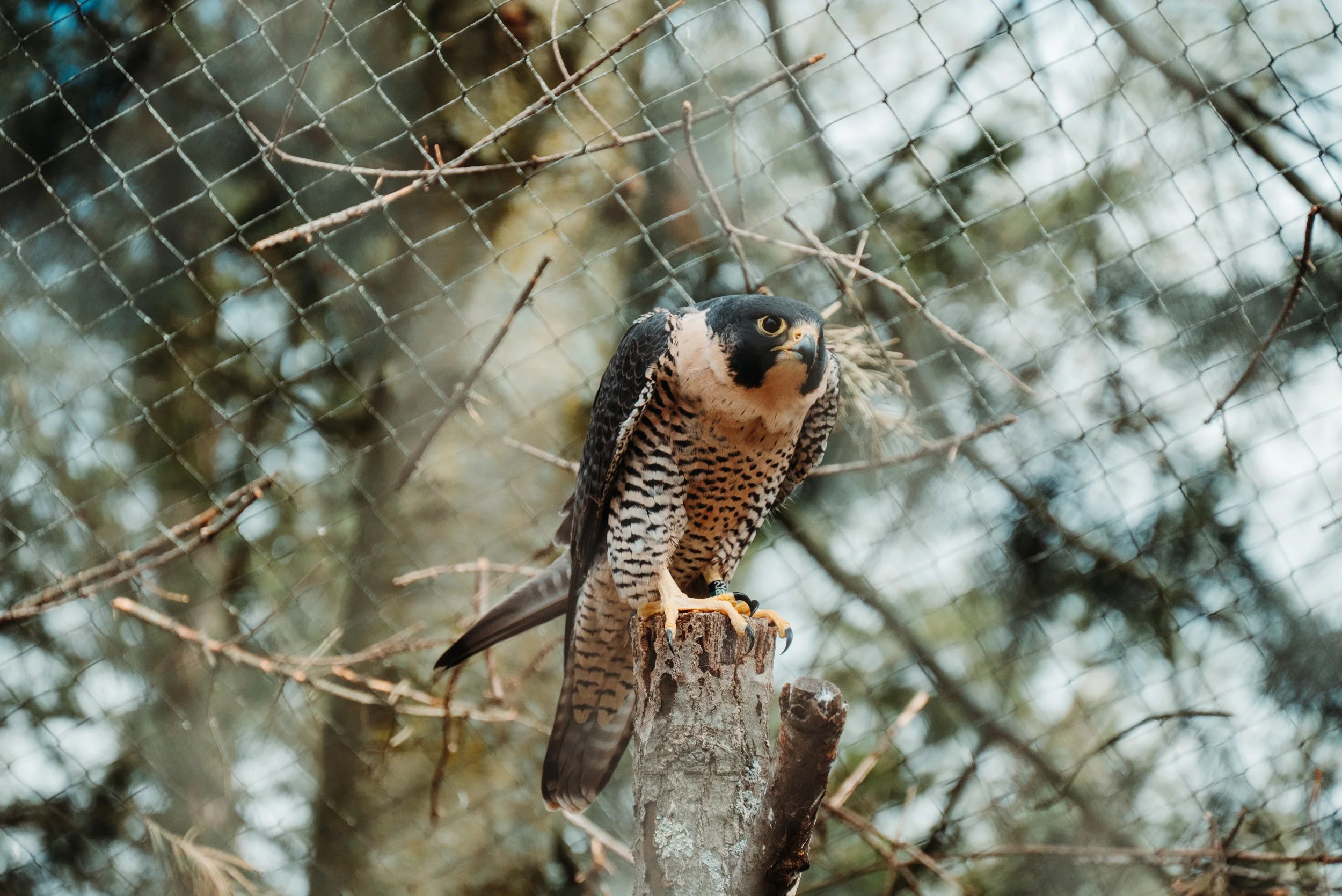 DSC_3601.jpg