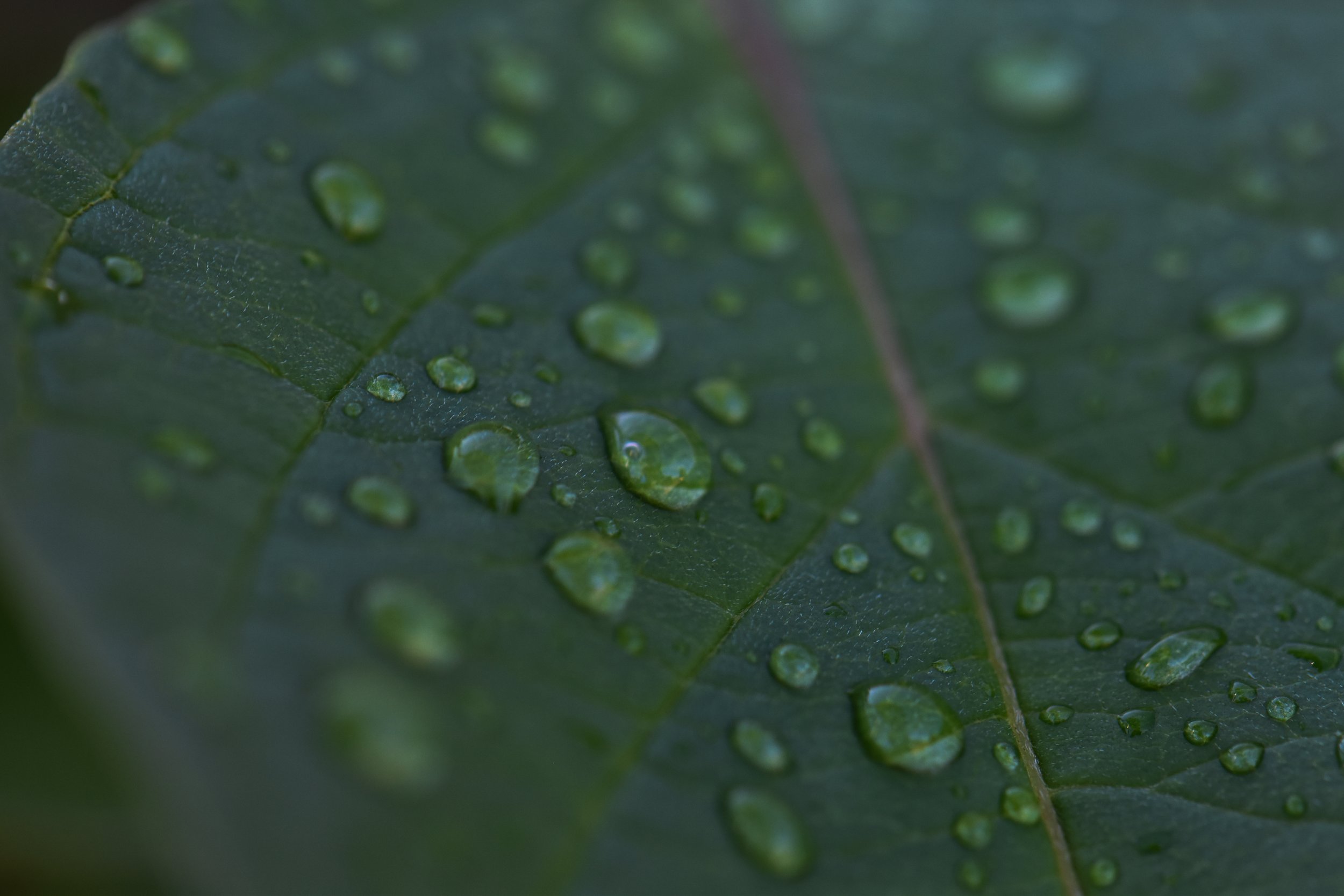 DSC_0001-3.jpg