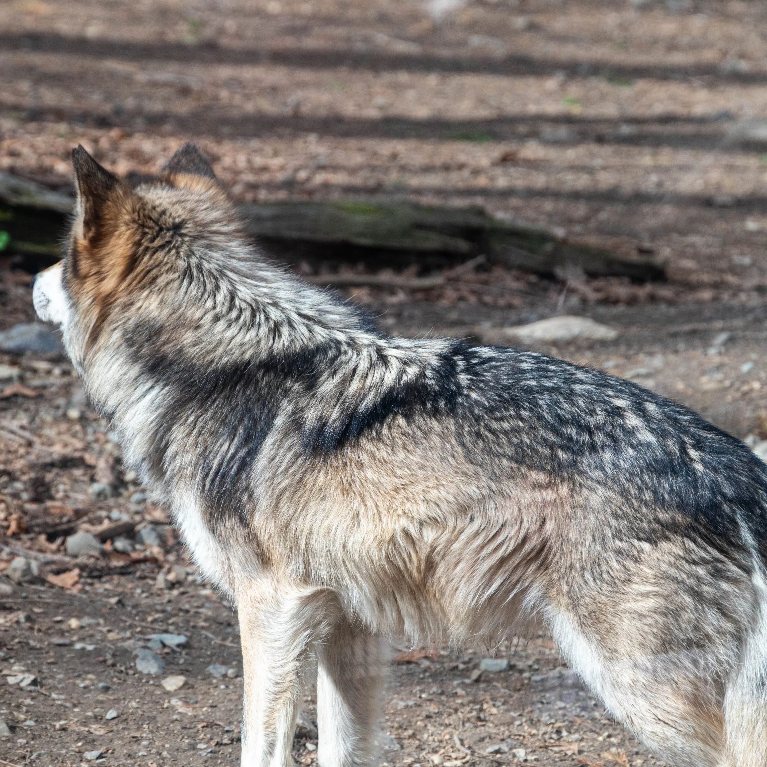 DSC_6387.jpg