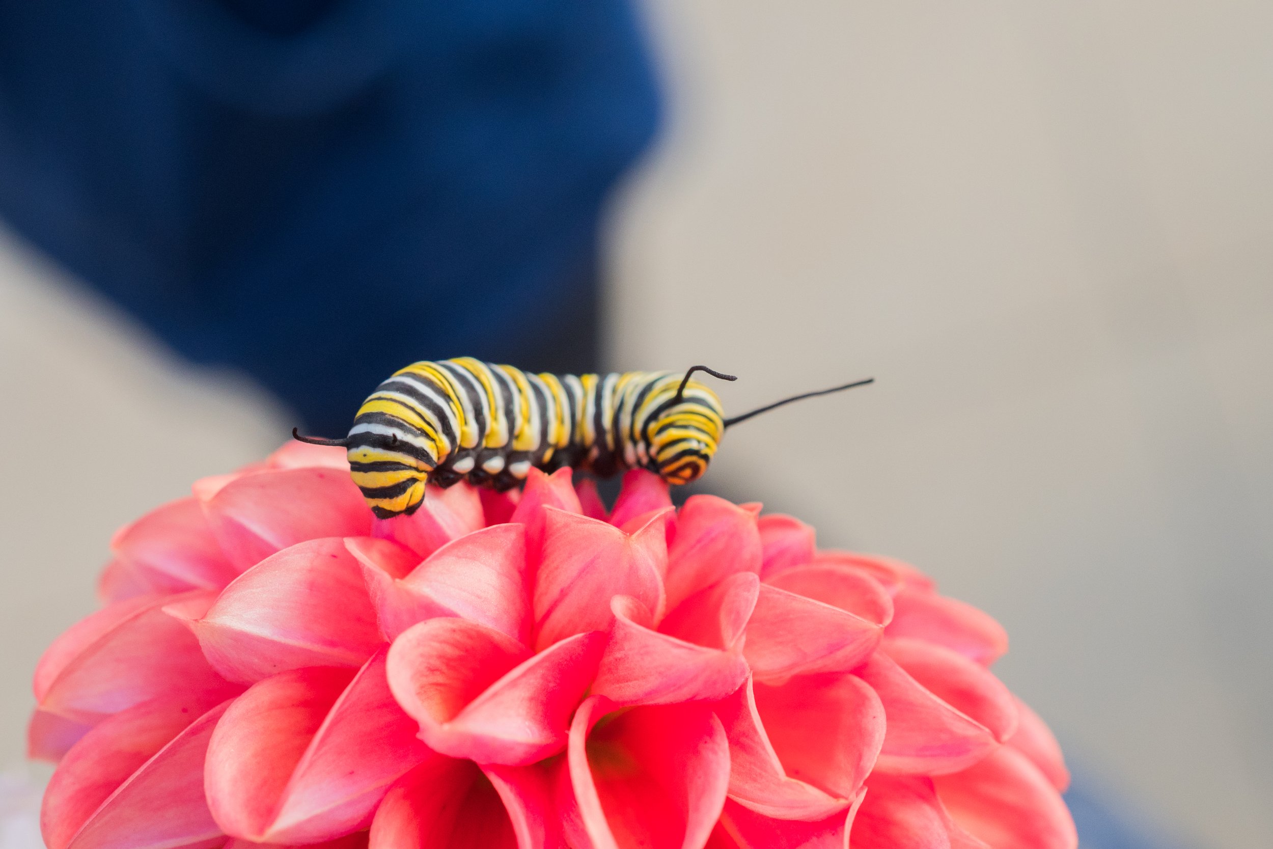1_DSC_4101.jpg