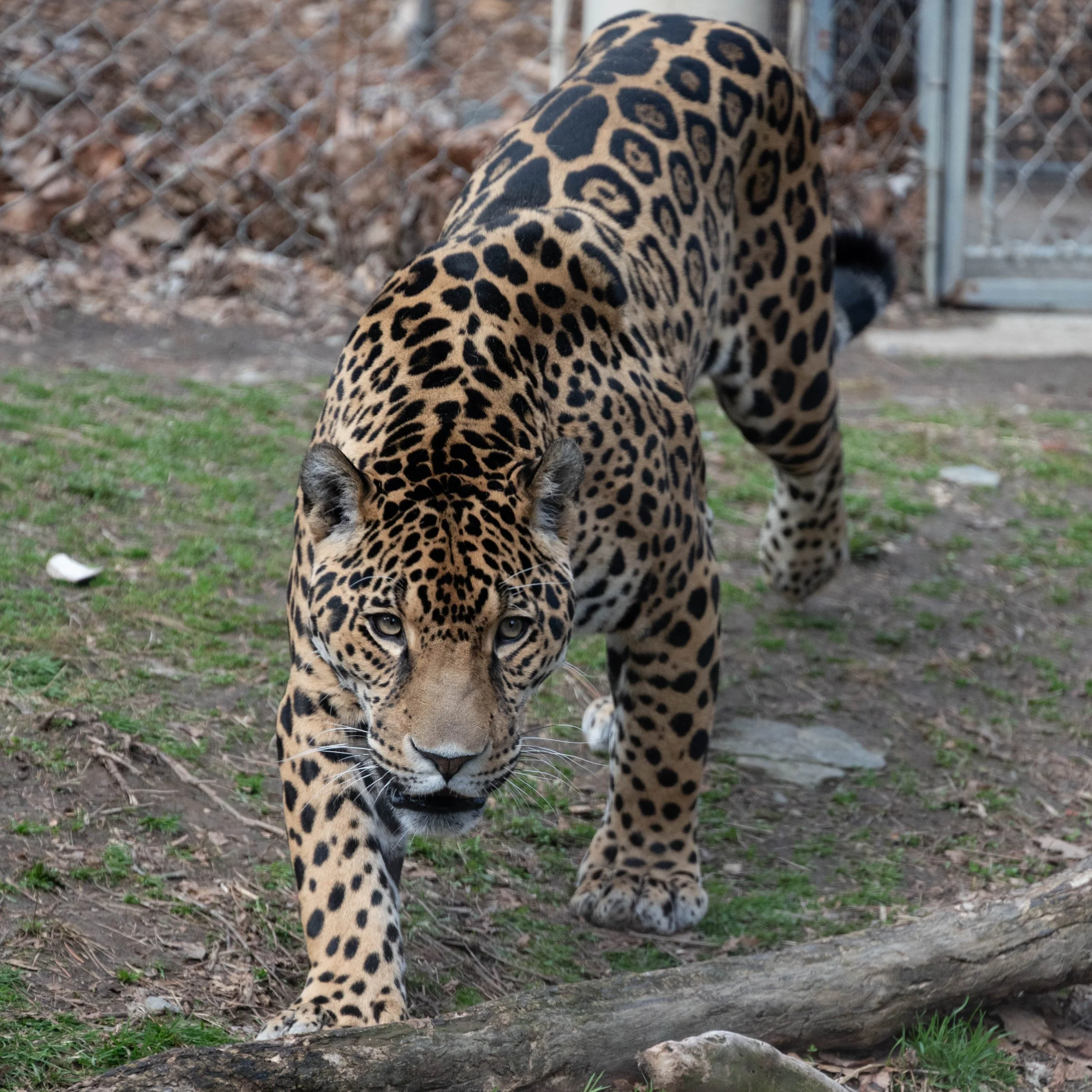 DSC_6233.jpg