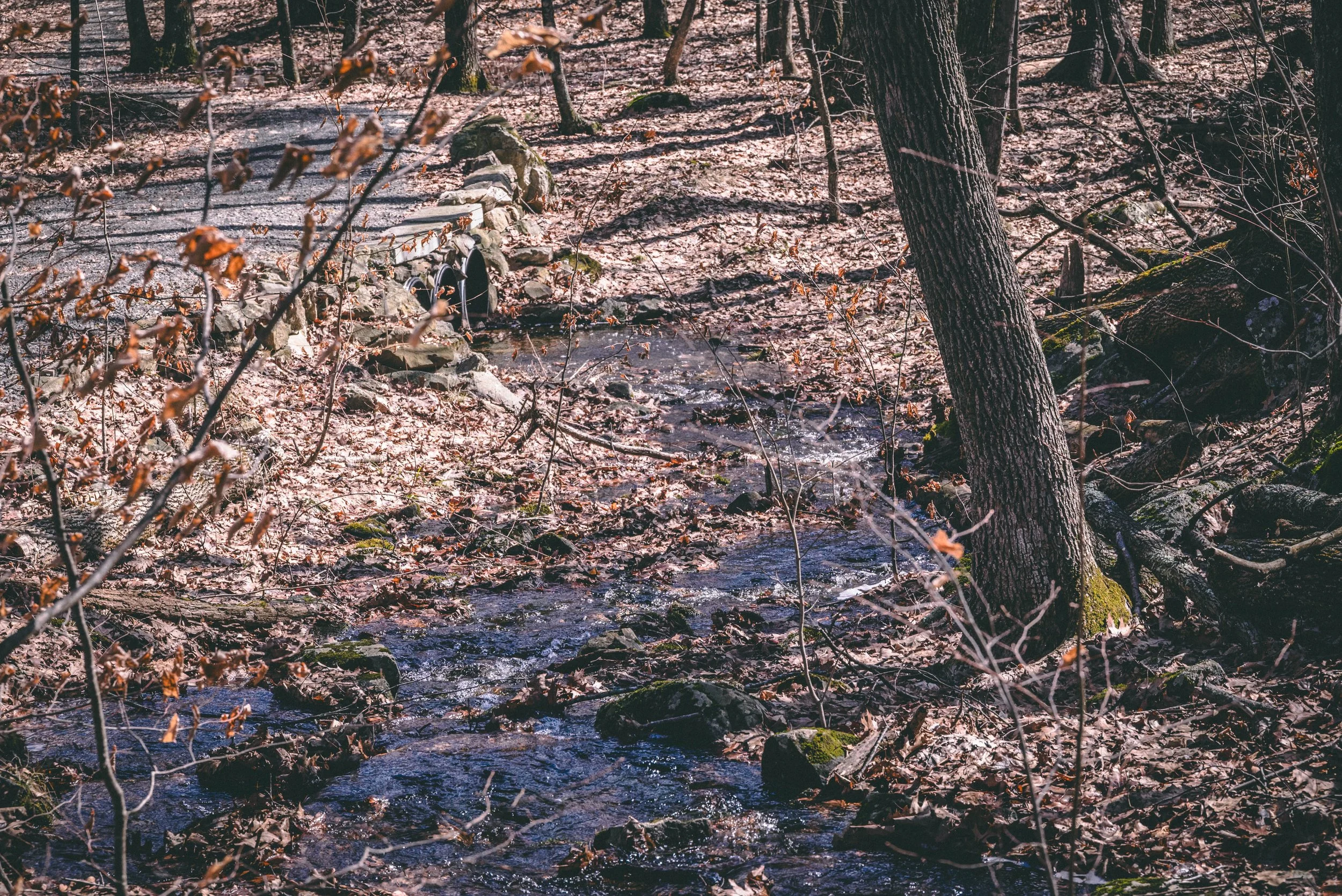 DSC_0162-2.jpg