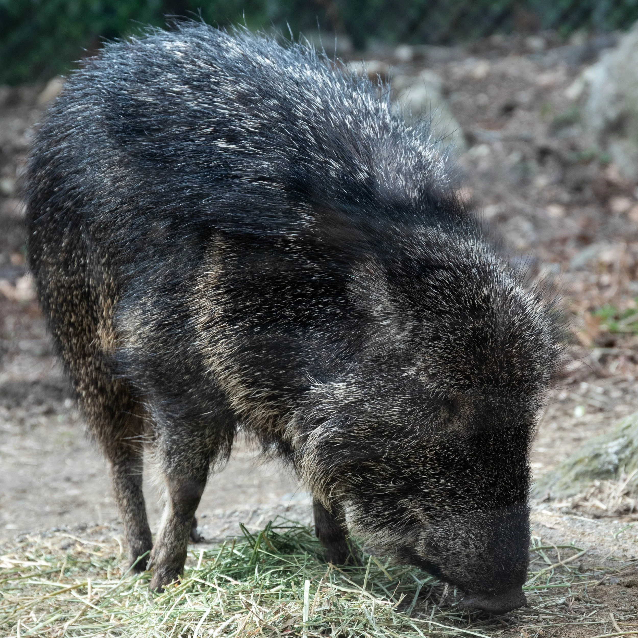 DSC_6563.jpg