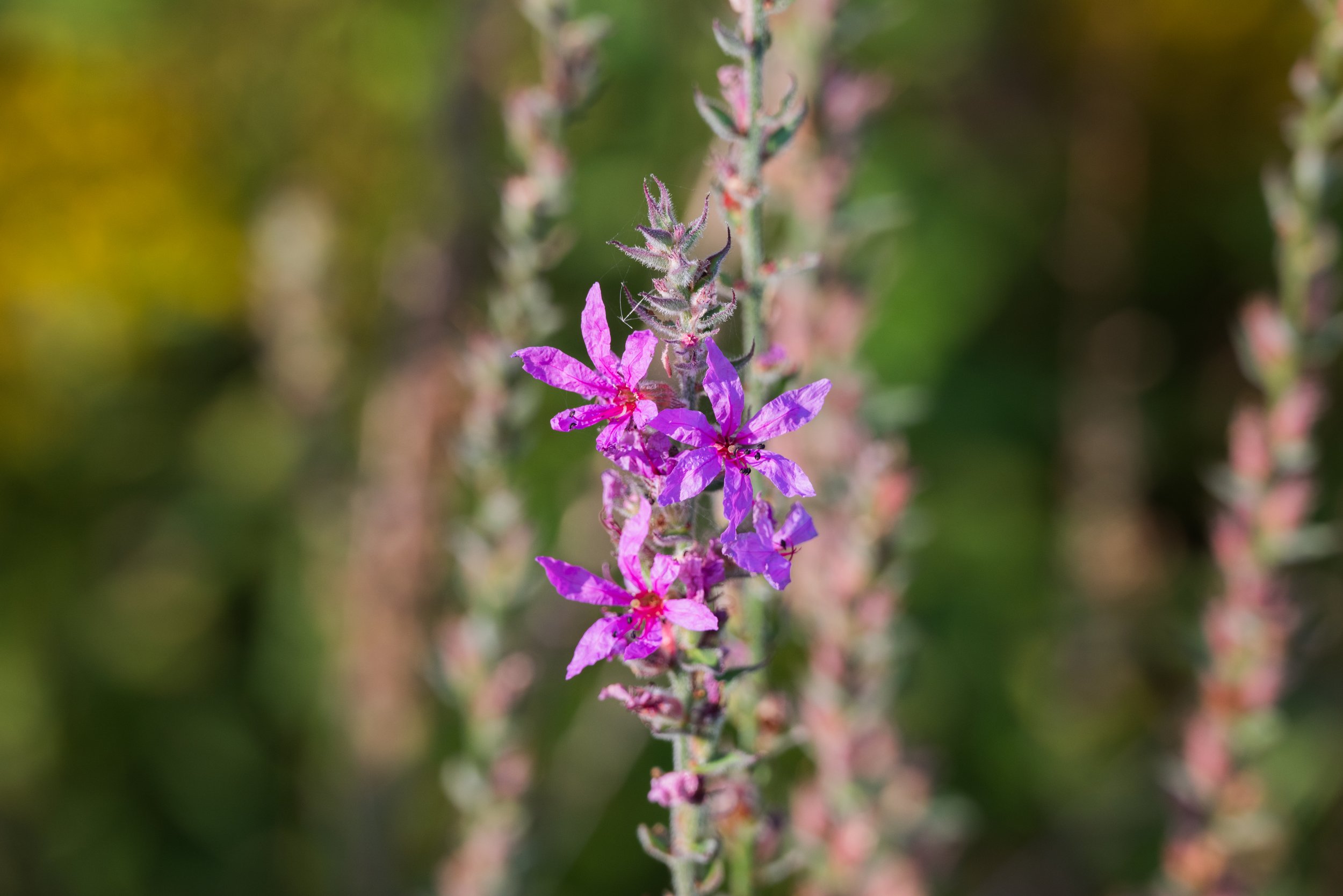 12_DSC_0298.jpg