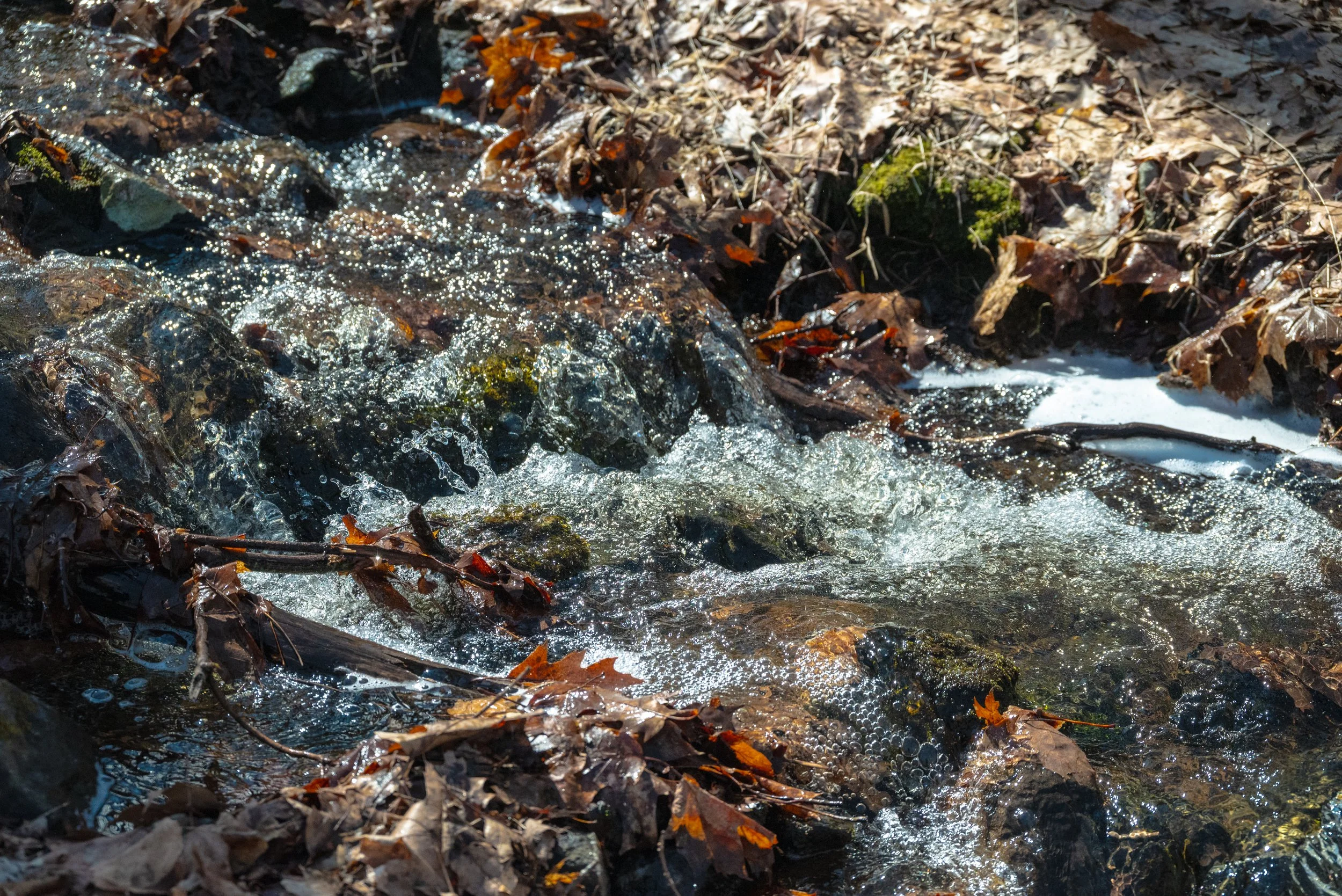 DSC_8631-3.jpg