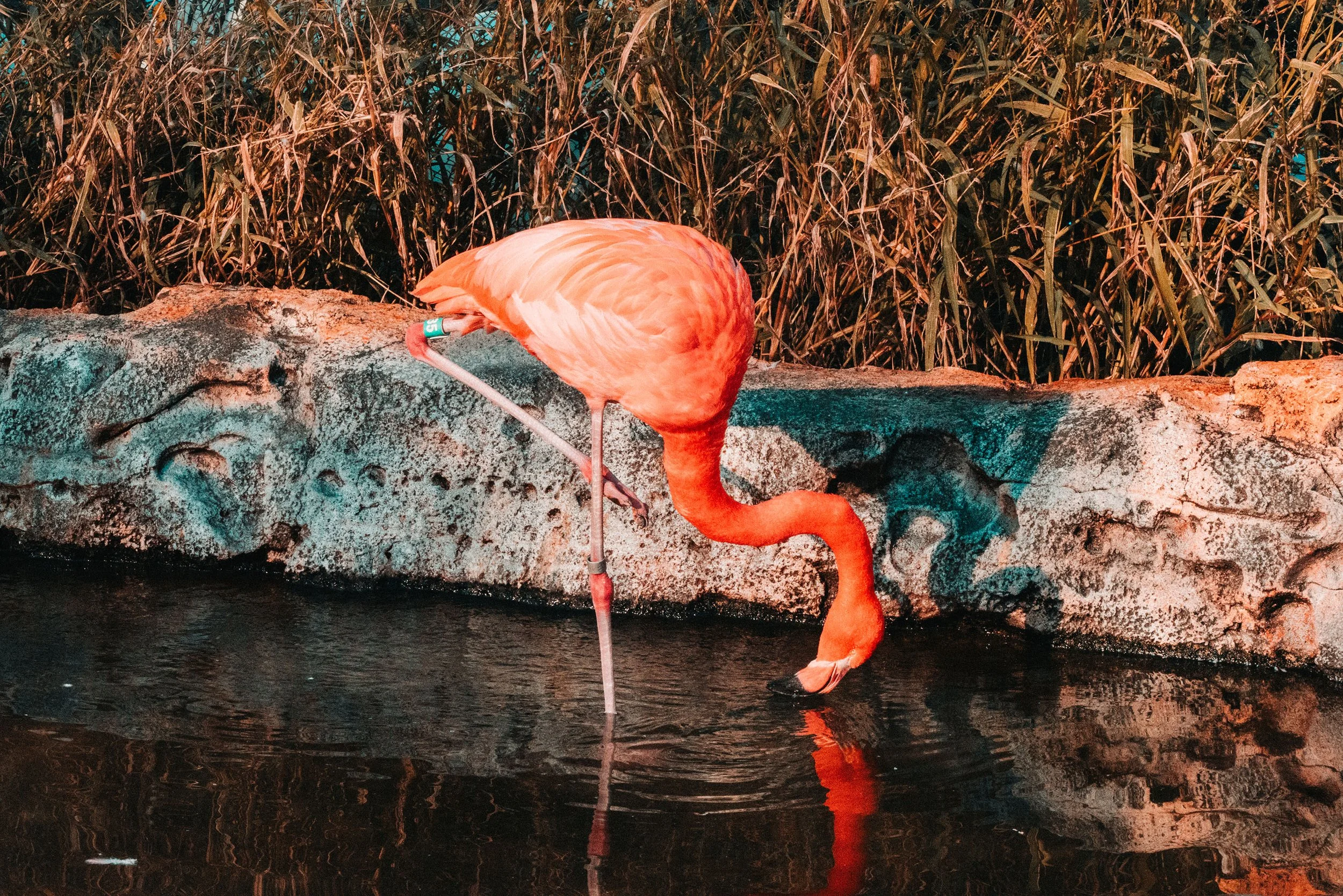 Marielle Cavallo - Zoo