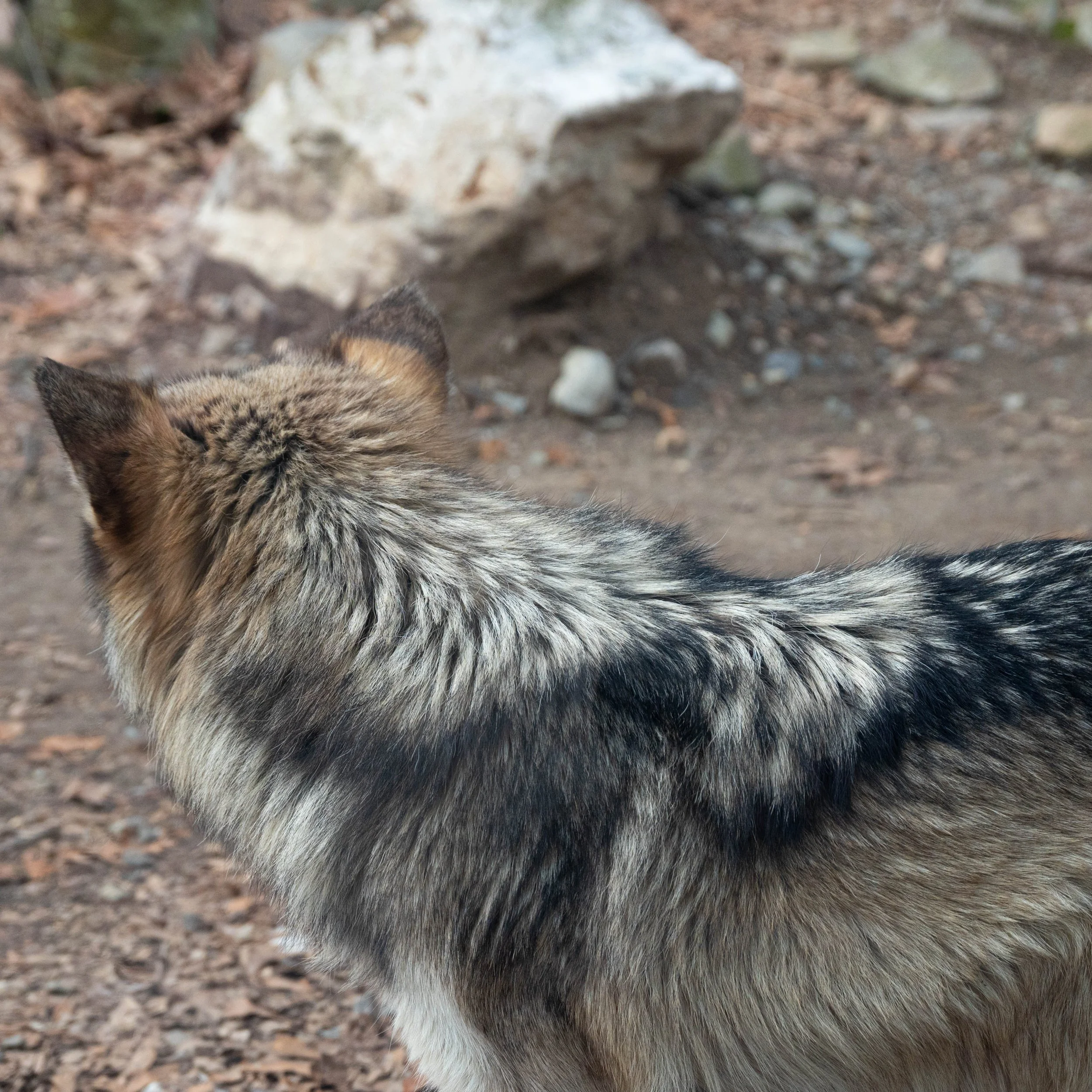 DSC_6380.jpg