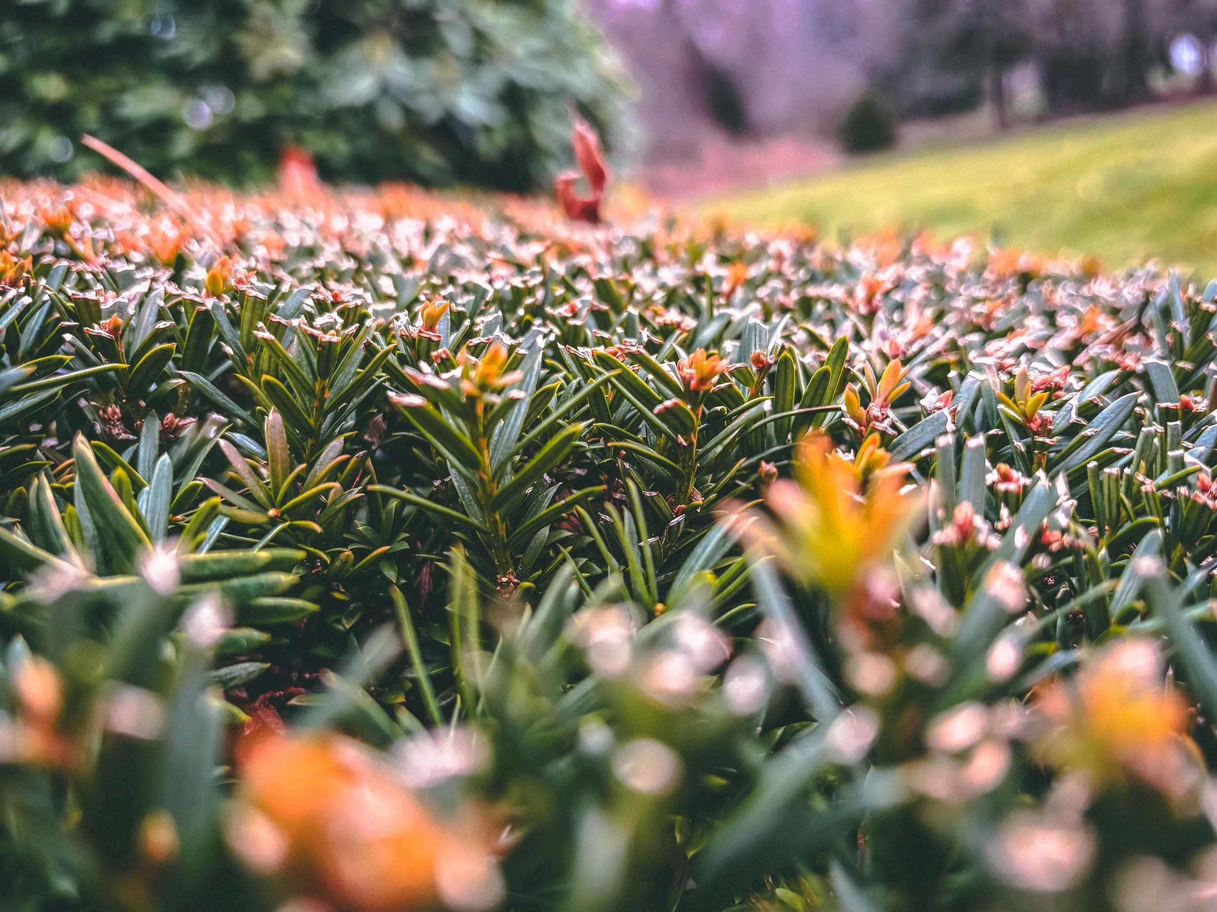 20_IMG_5554-3 copy.jpg