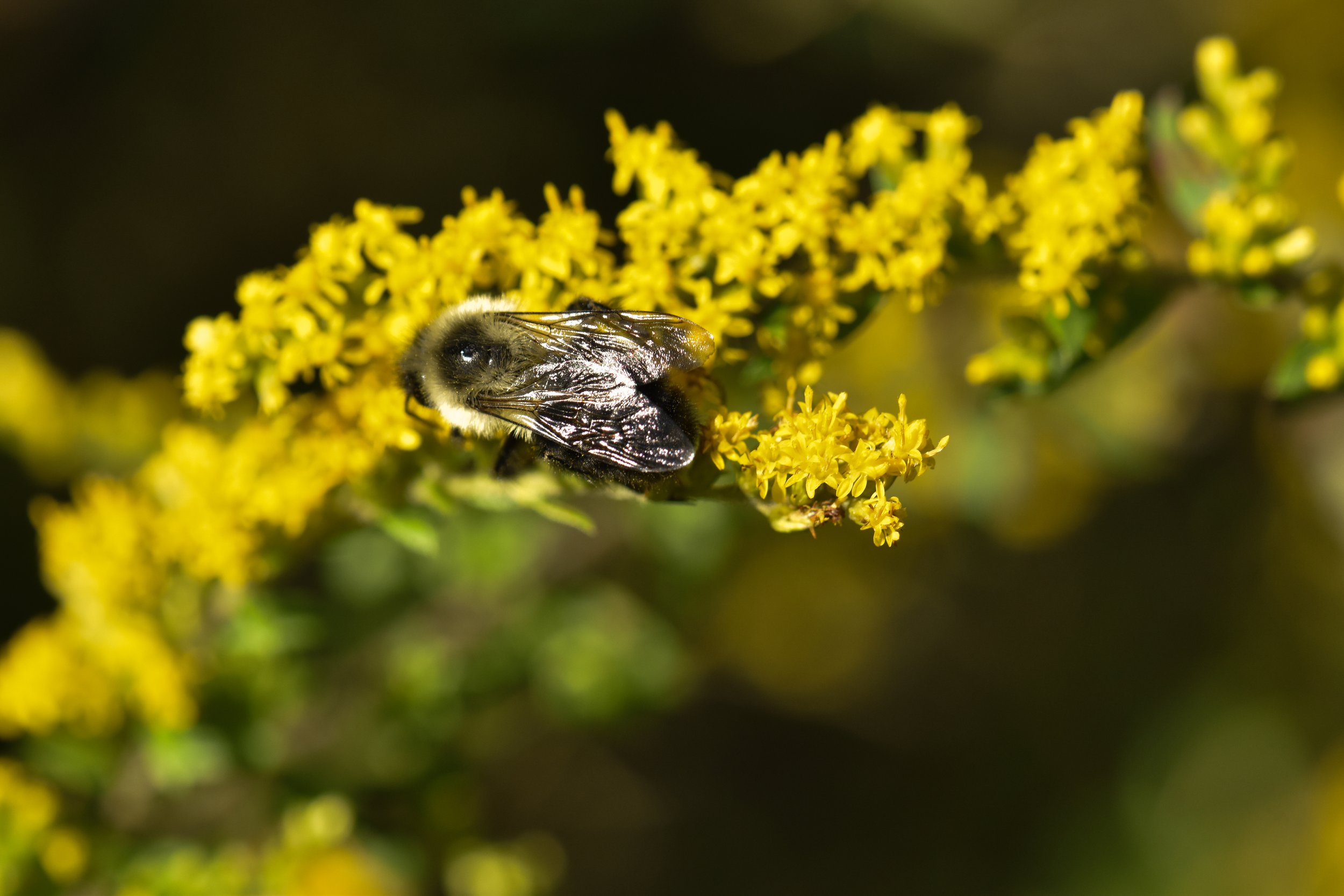 DSC_0060-3.jpg