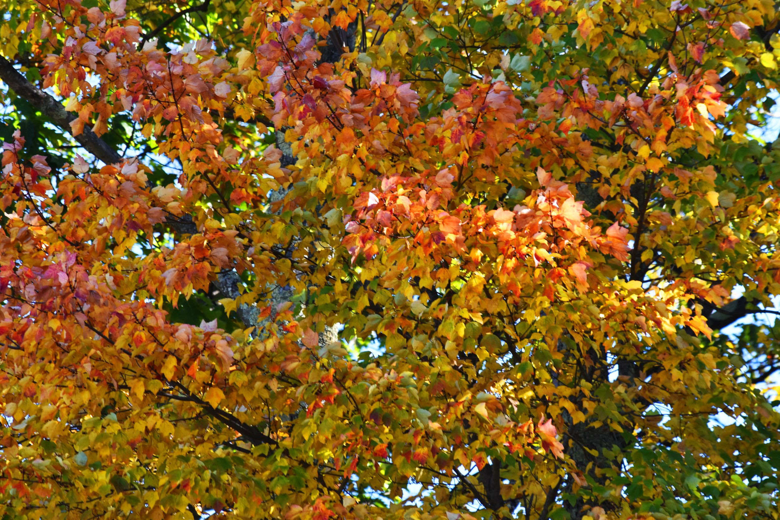DSC_0026 copy.jpg