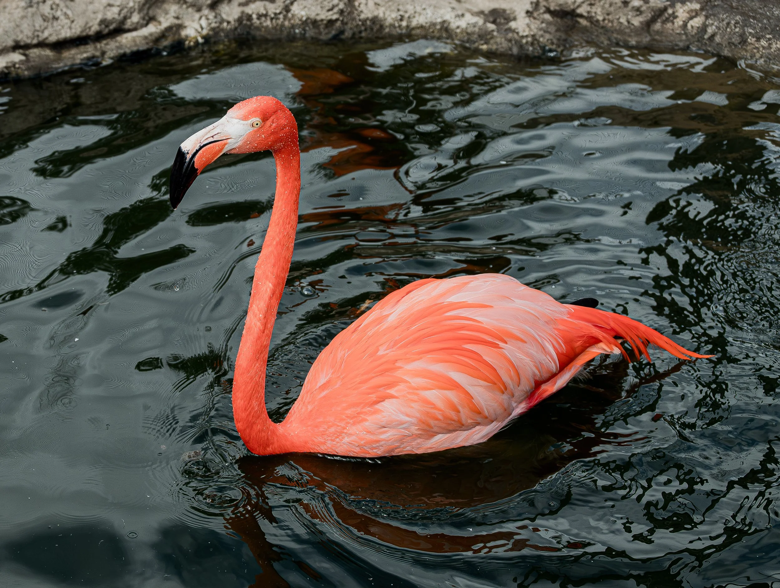 DSC_0427.jpg
