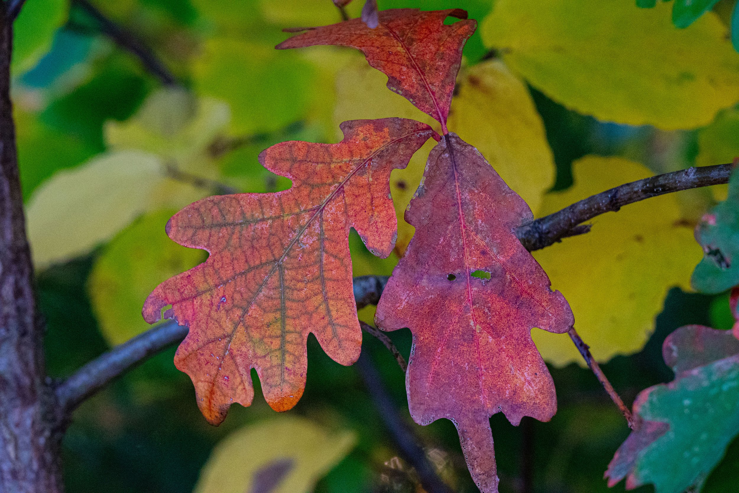 DSC_1735 copy.jpg
