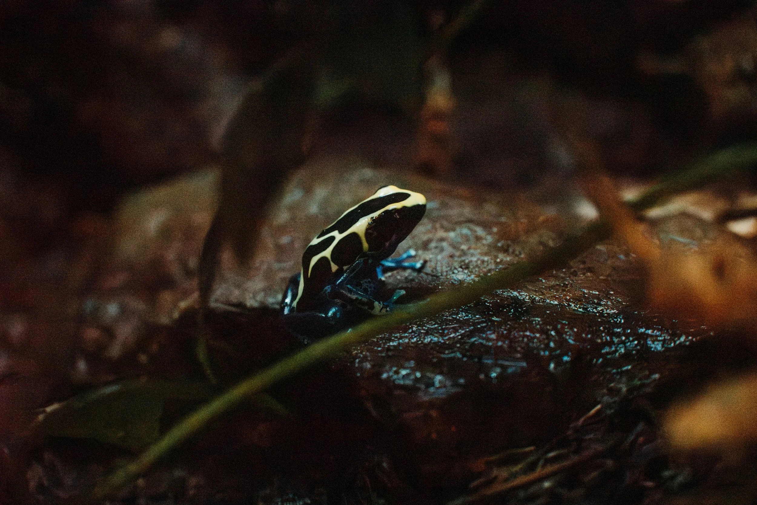 DSC_0631.jpg