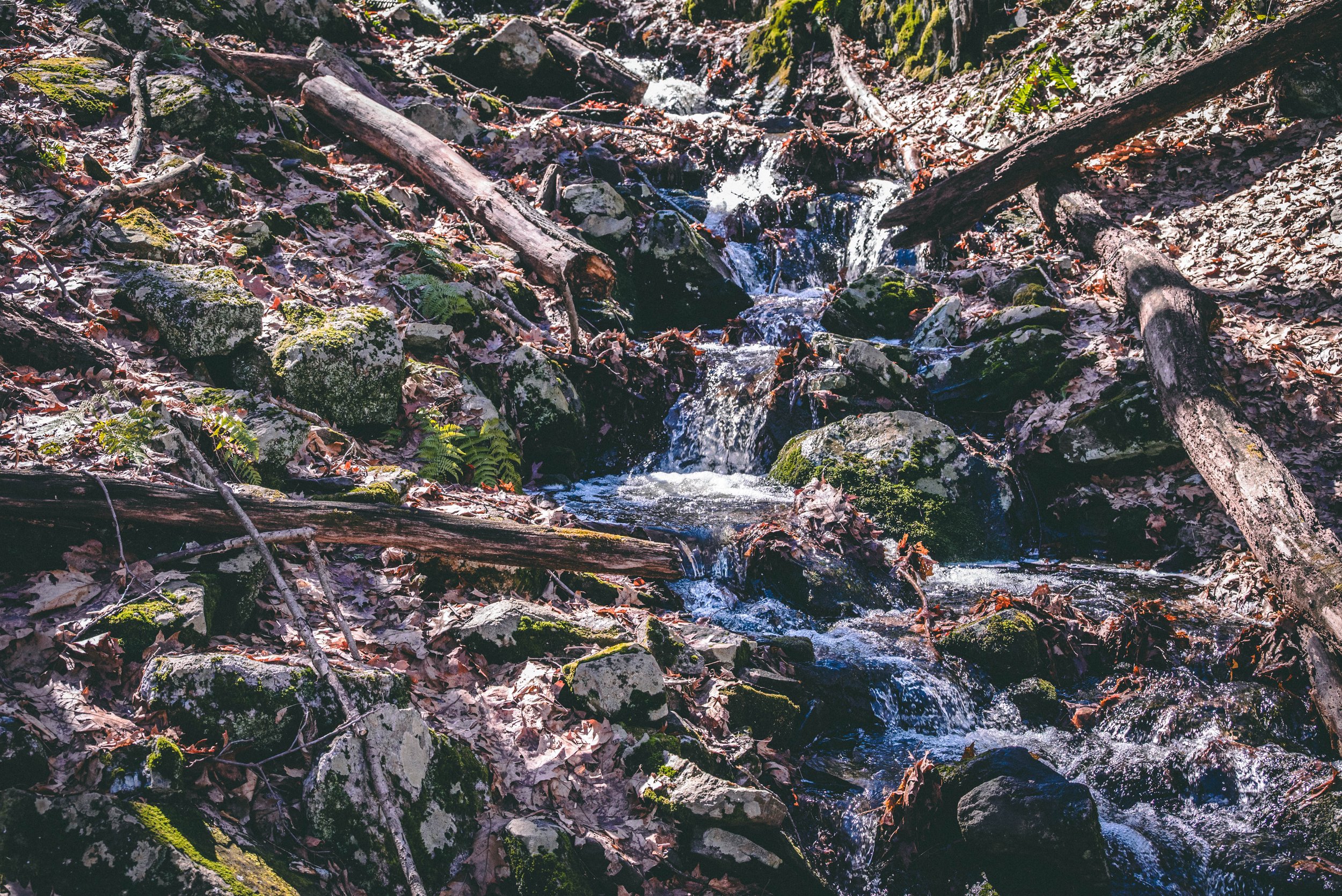 DSC_0174-2.jpg
