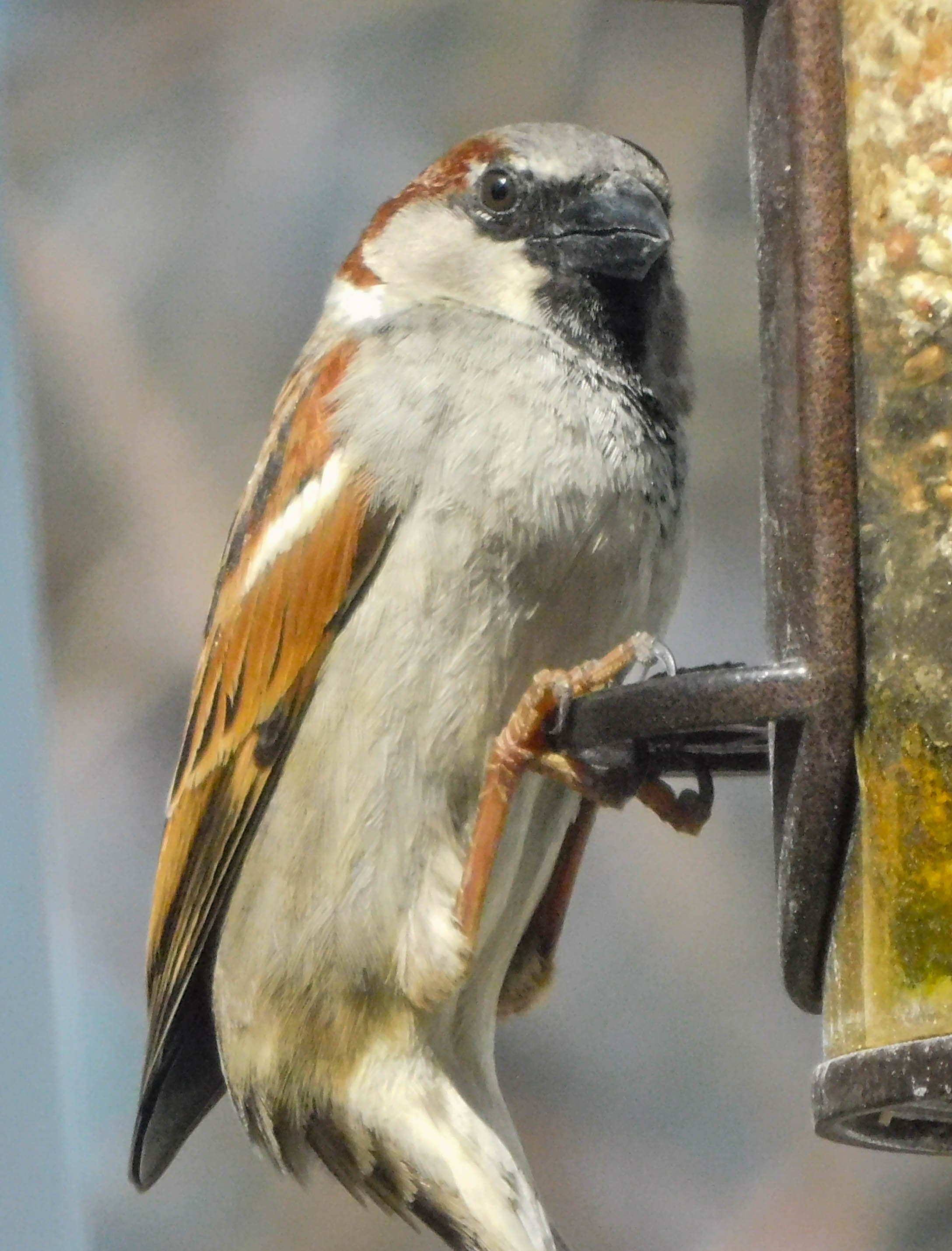 6_House-Sparrow.jpg