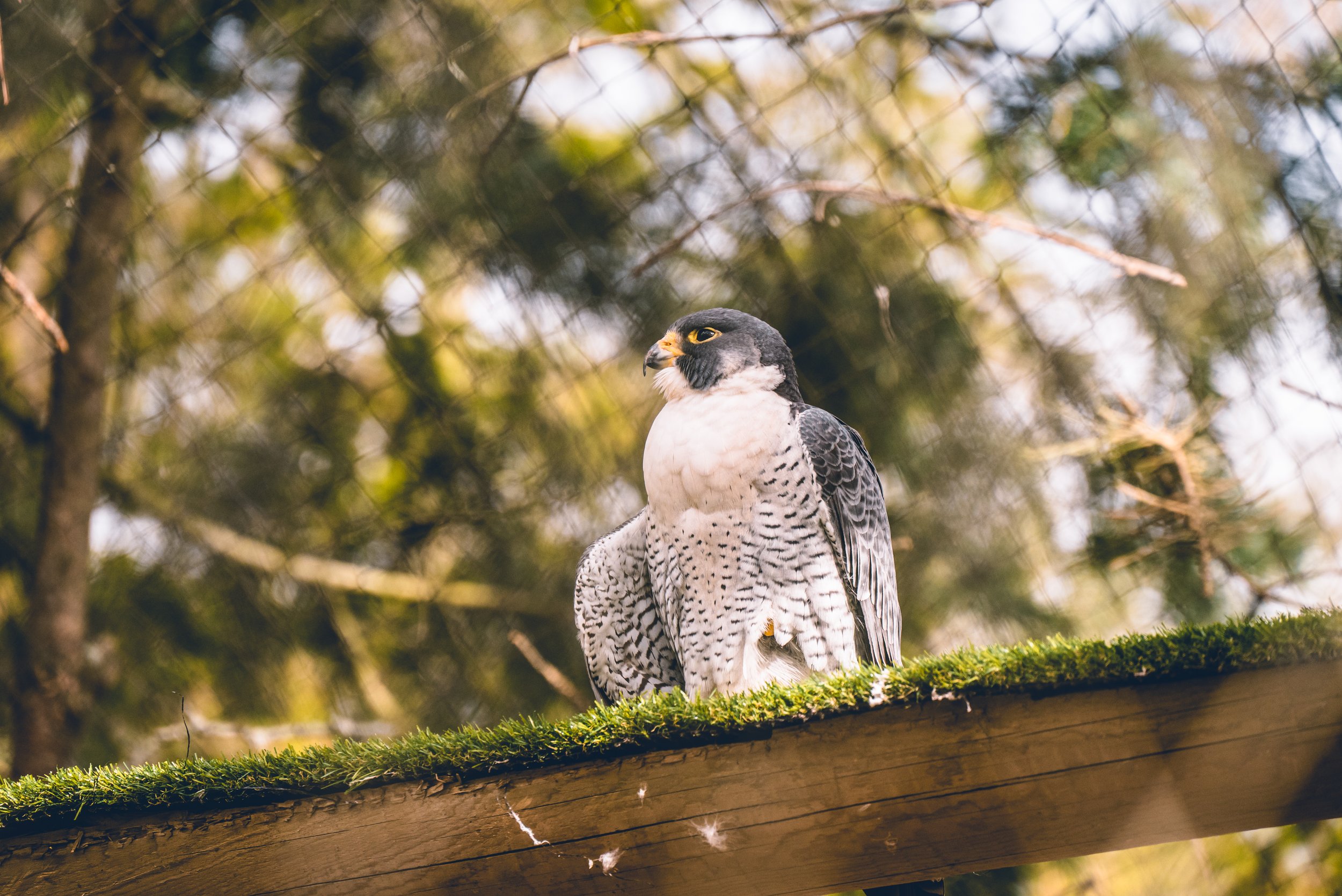 DSC_0441-2.jpg