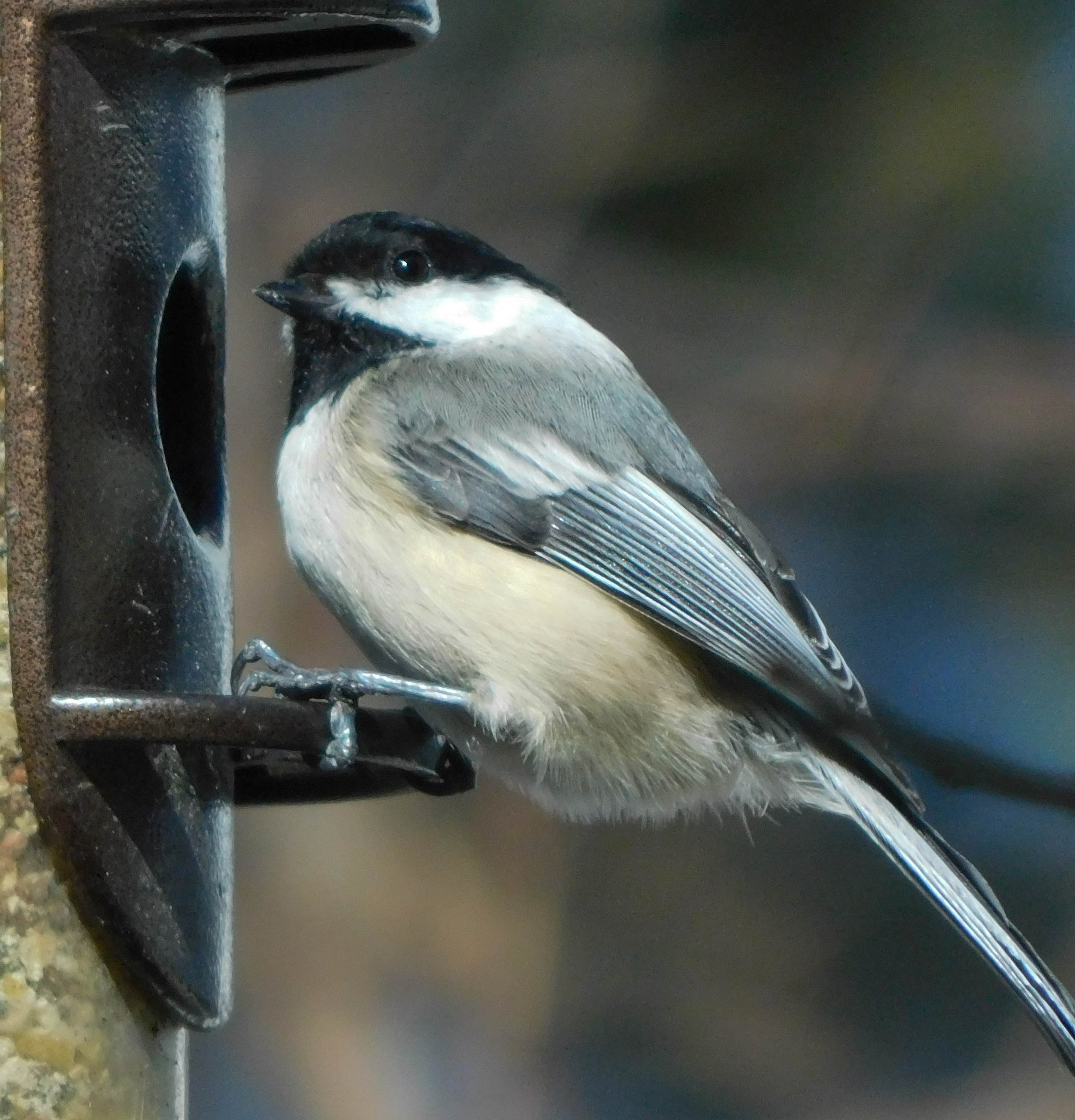 4_Chickadee.jpg