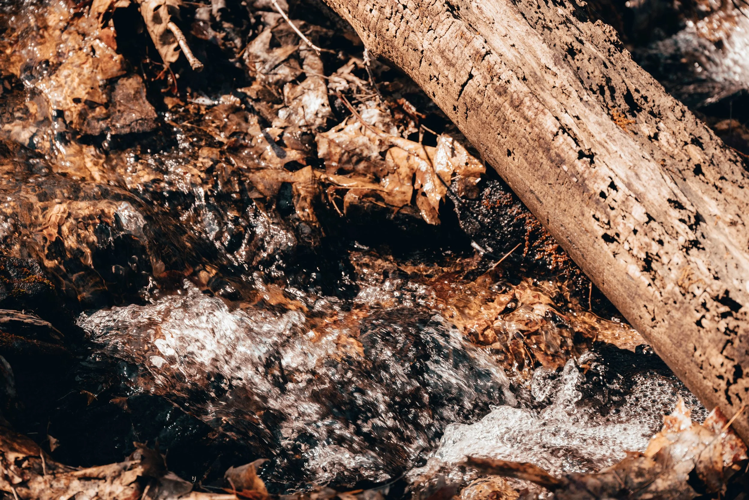 DSC_0175-3.jpg