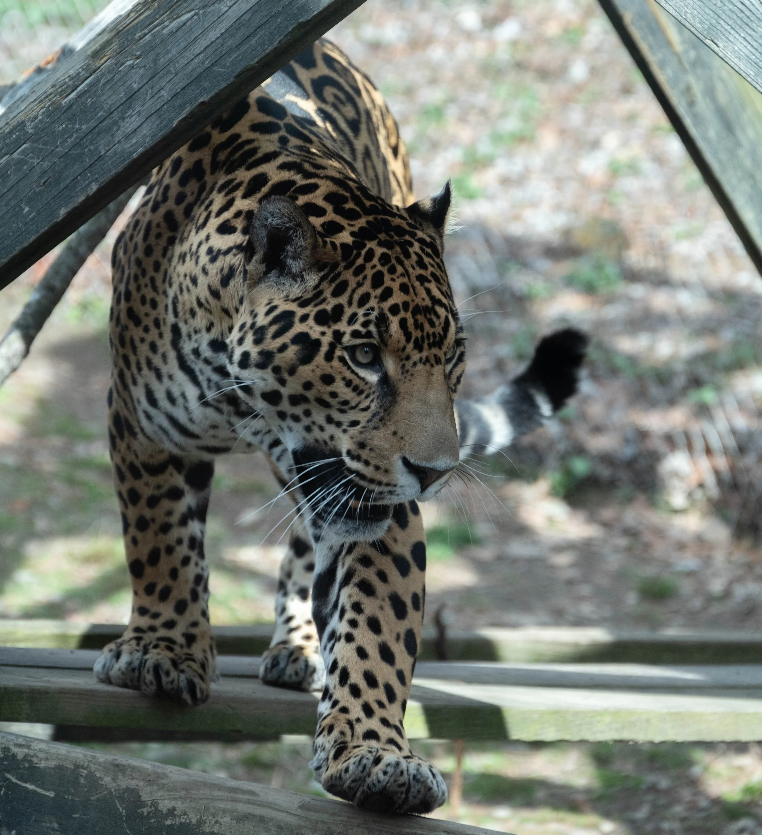 DSC_6249.jpg