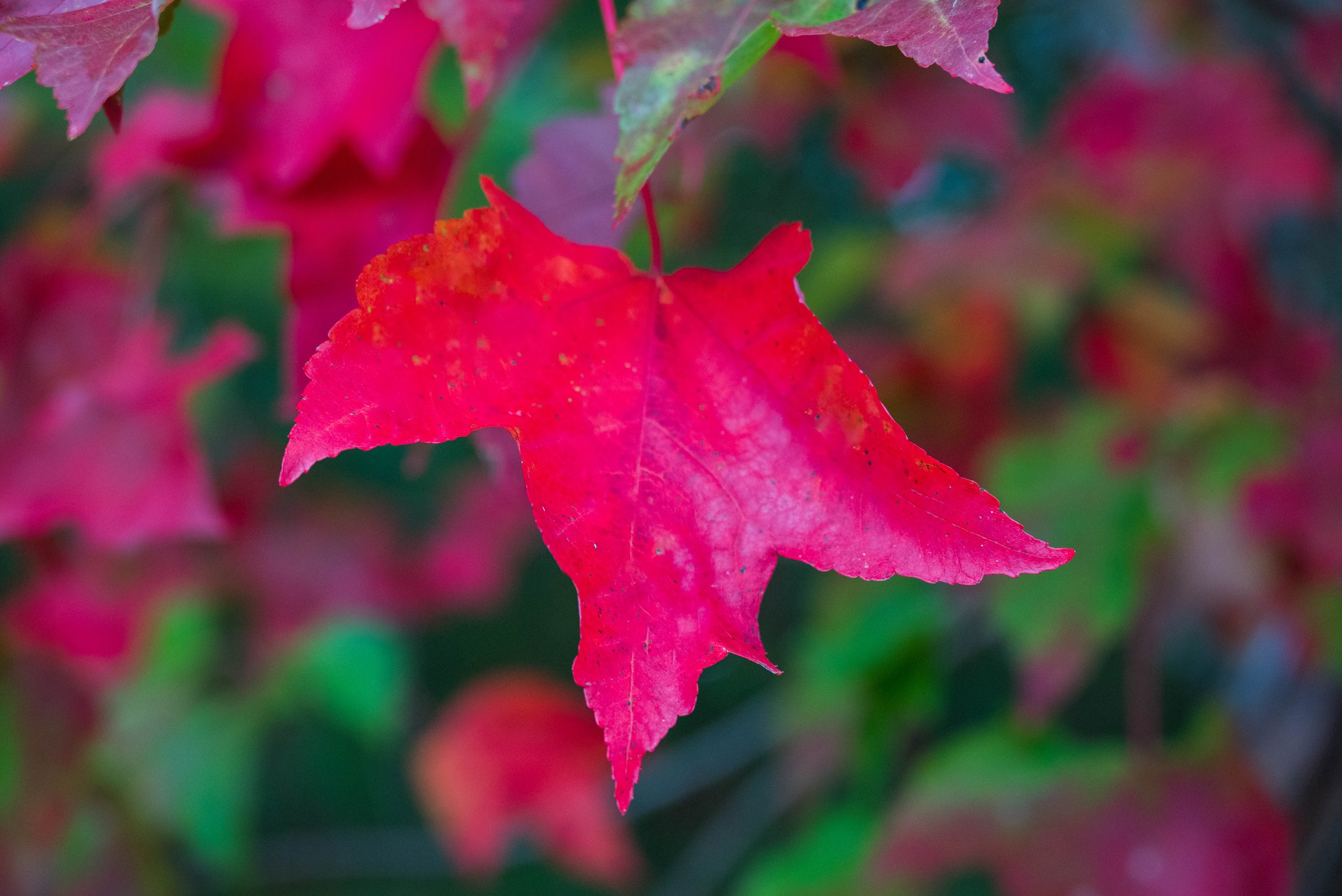 5.5-DSC_0477.jpg