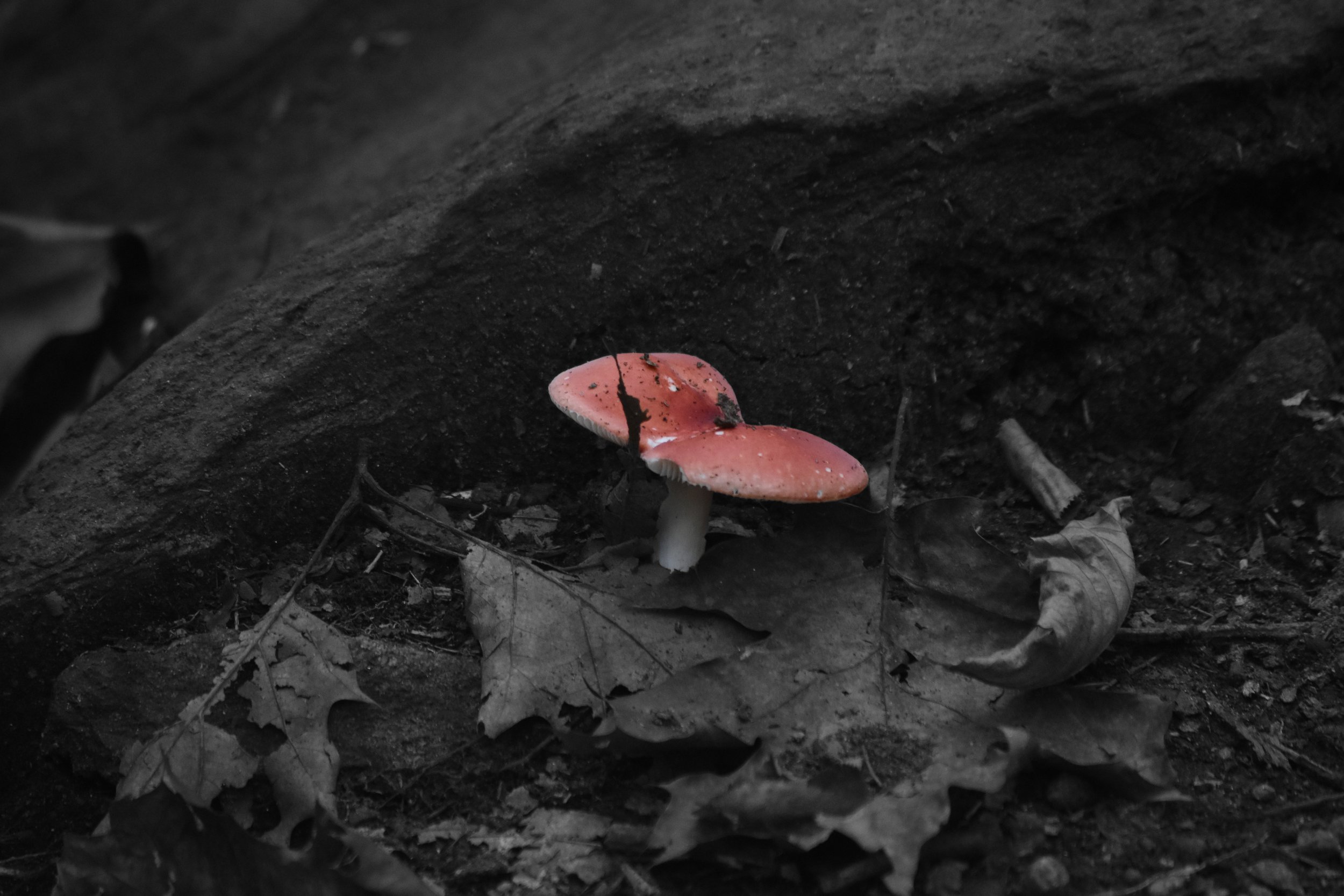 DSC_0028 copy.jpg