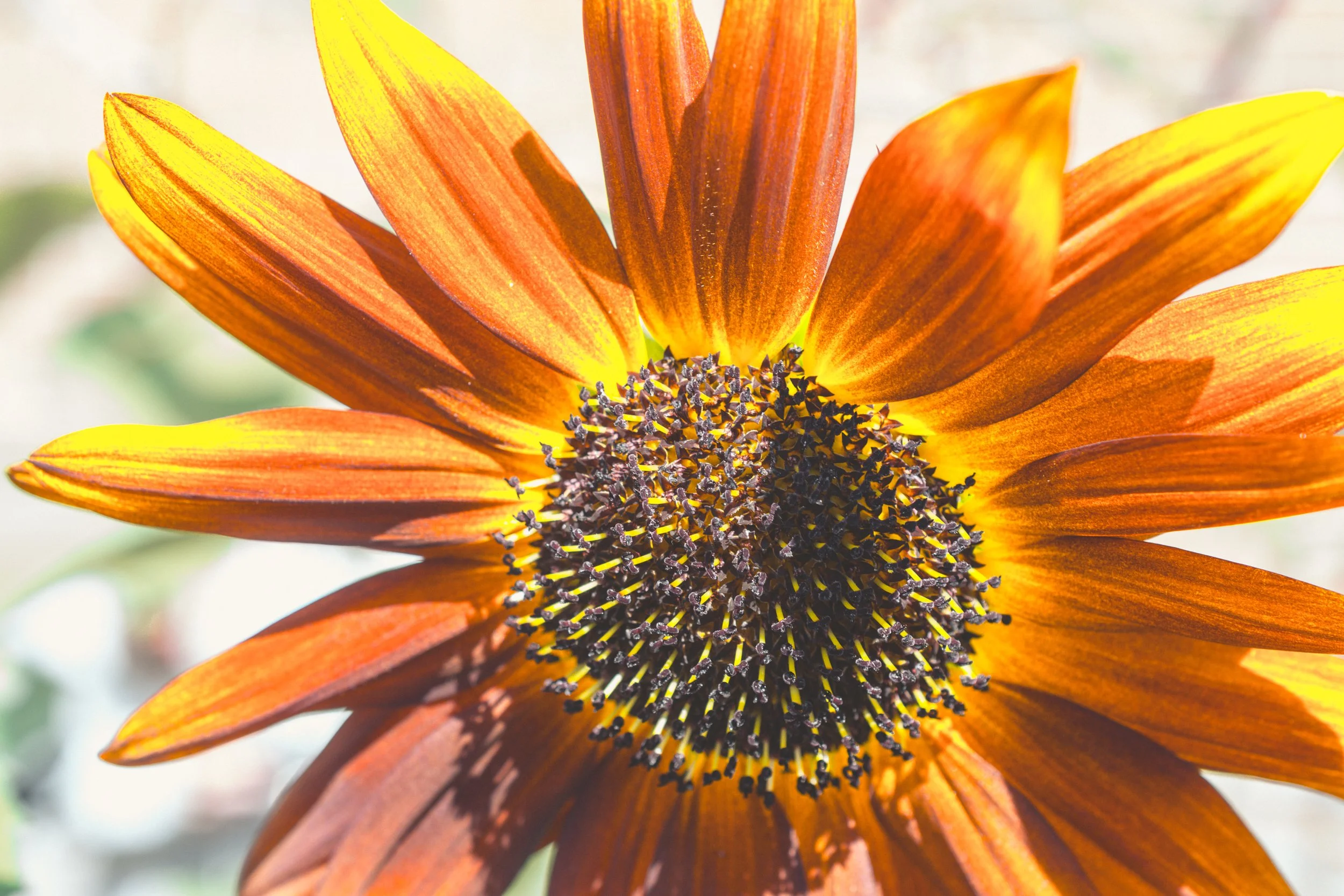 Matthew Petersen nature